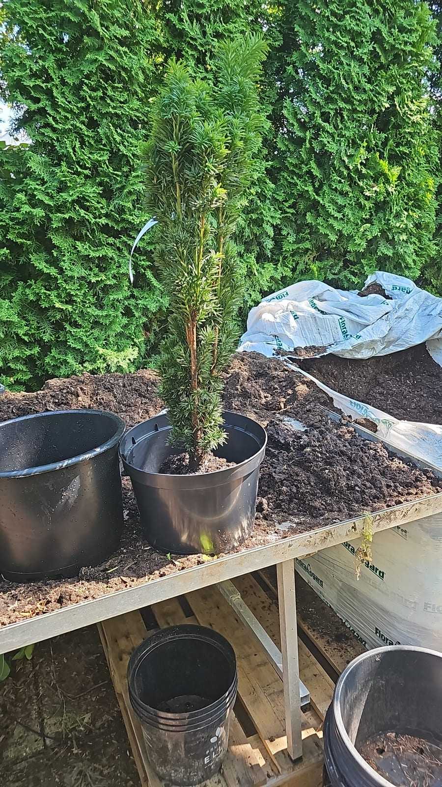 Junge Eibe im Topf auf dem Pflanztisch, dahinter eine Lebensbaum-Hecke