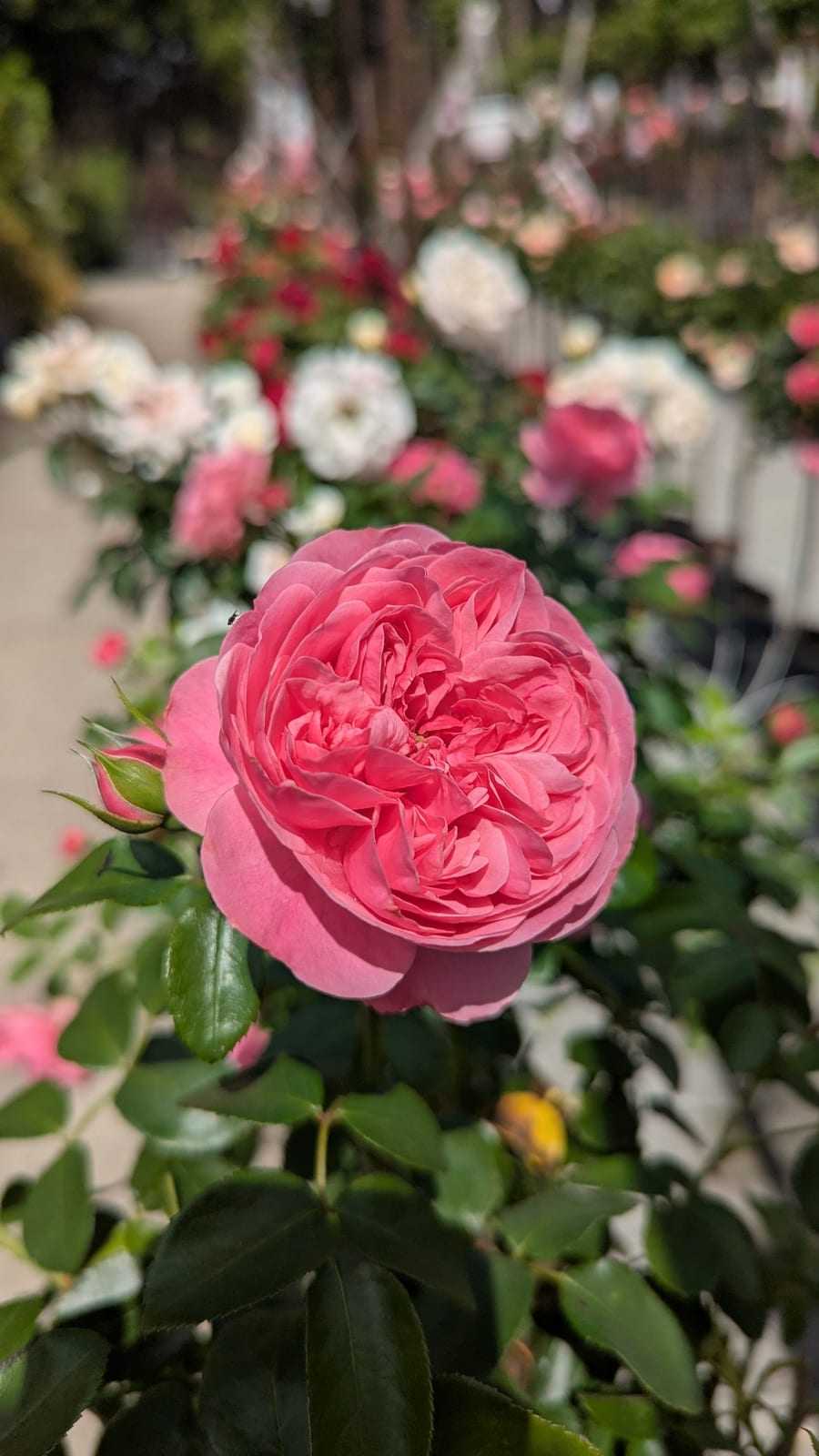 Zartrosa Rosenblüte vor weich verschwommenem Grün