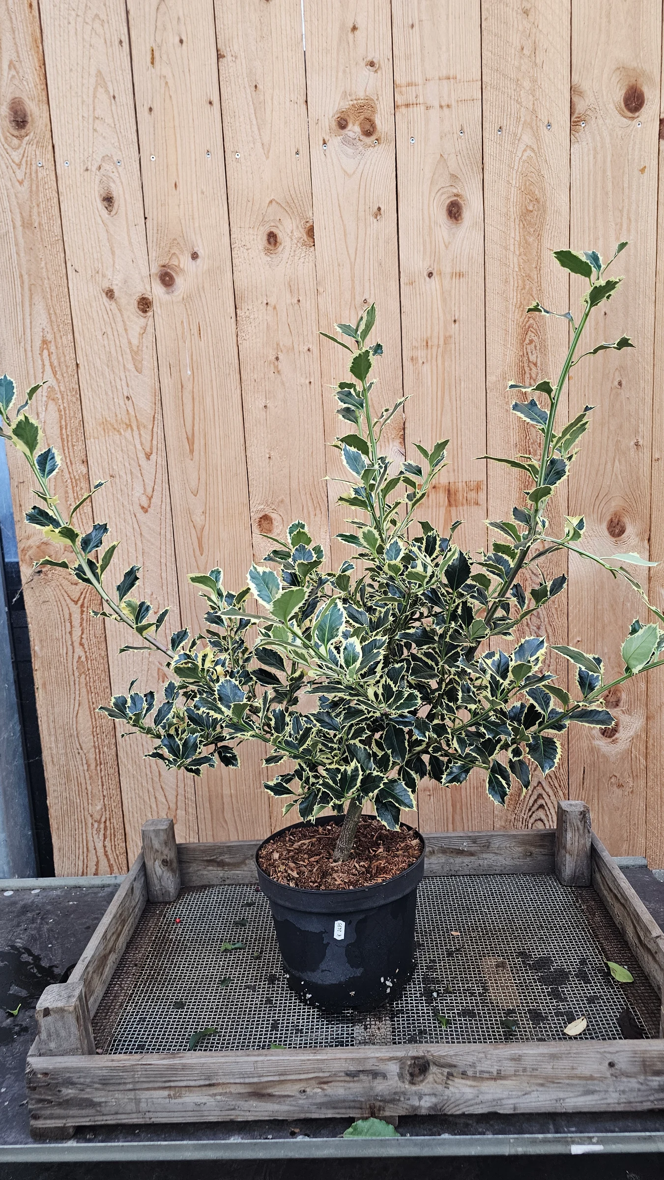 Stechpalmen in verschiedene Größen und Farben als Stämmchen oder Busch Wintergrün mit dekorativen roten Beeren ab 19,99 € – Produktfoto 4
