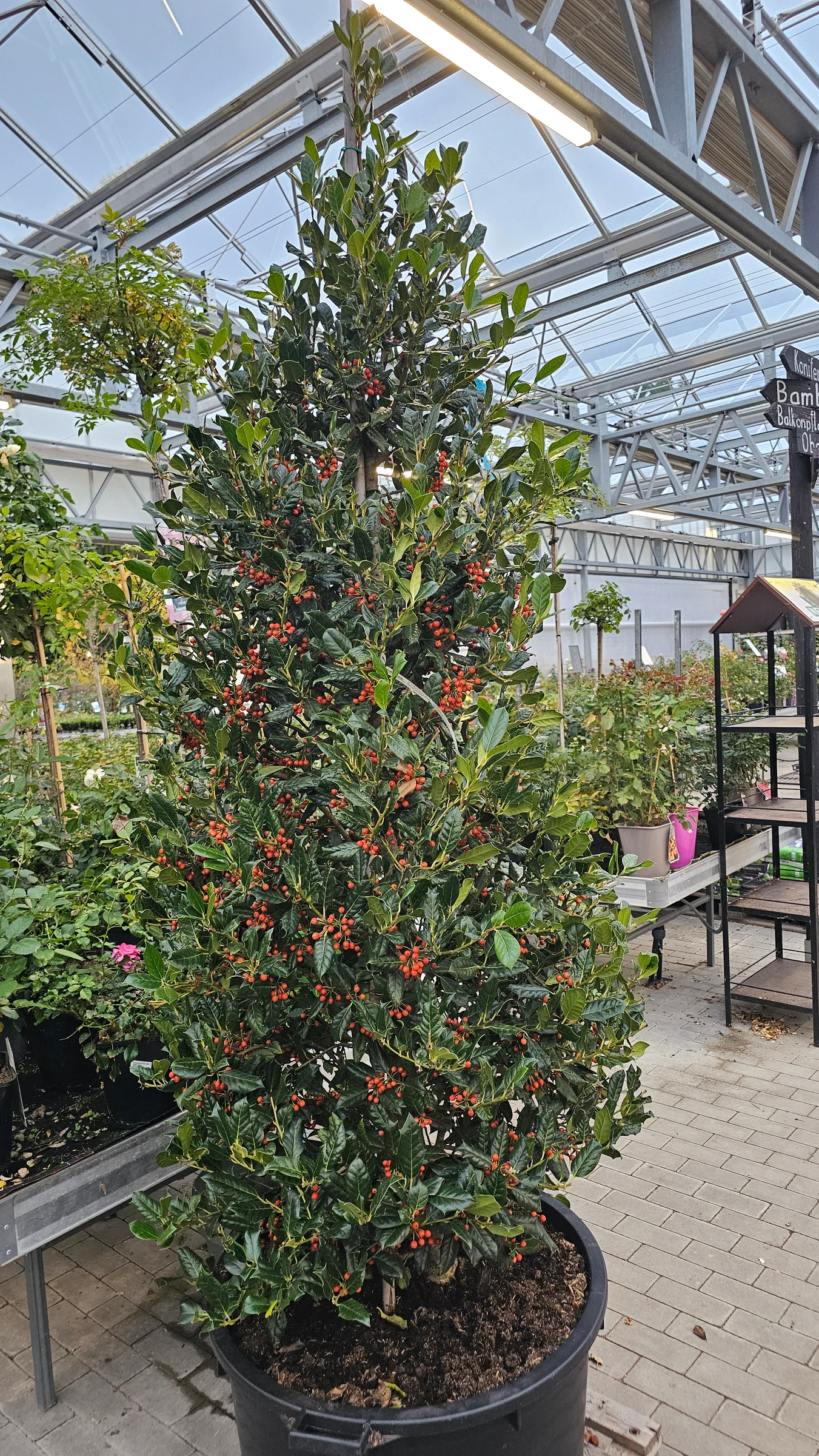 Stechpalmen in verschiedene Größen und Farben als Stämmchen oder Busch Wintergrün mit dekorativen roten Beeren ab 19,99 € – Produktfoto 2