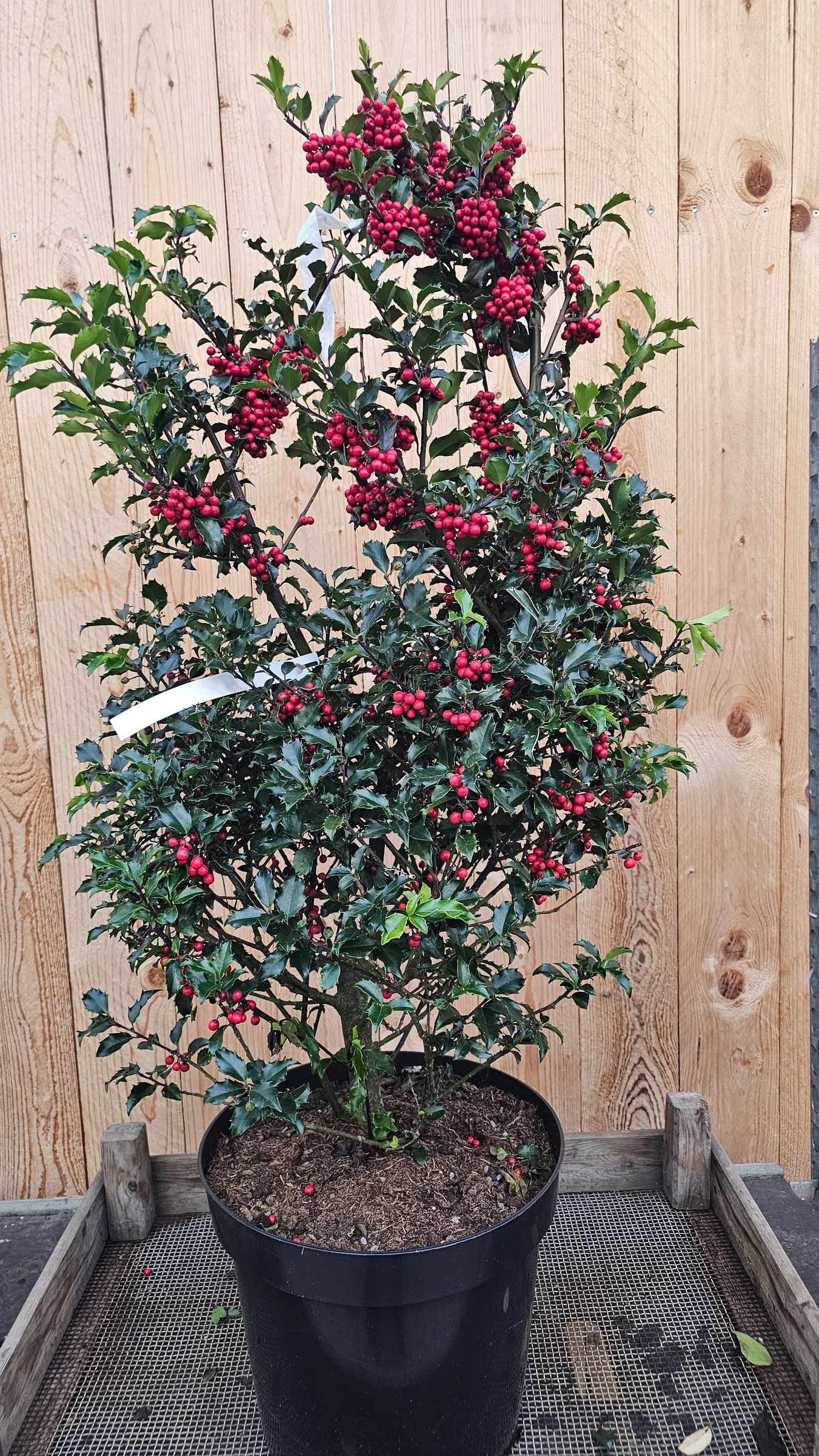 Stechpalmen in verschiedene Größen und Farben als Stämmchen oder Busch Wintergrün mit dekorativen roten Beeren ab 19,99 € – Produktfoto 3