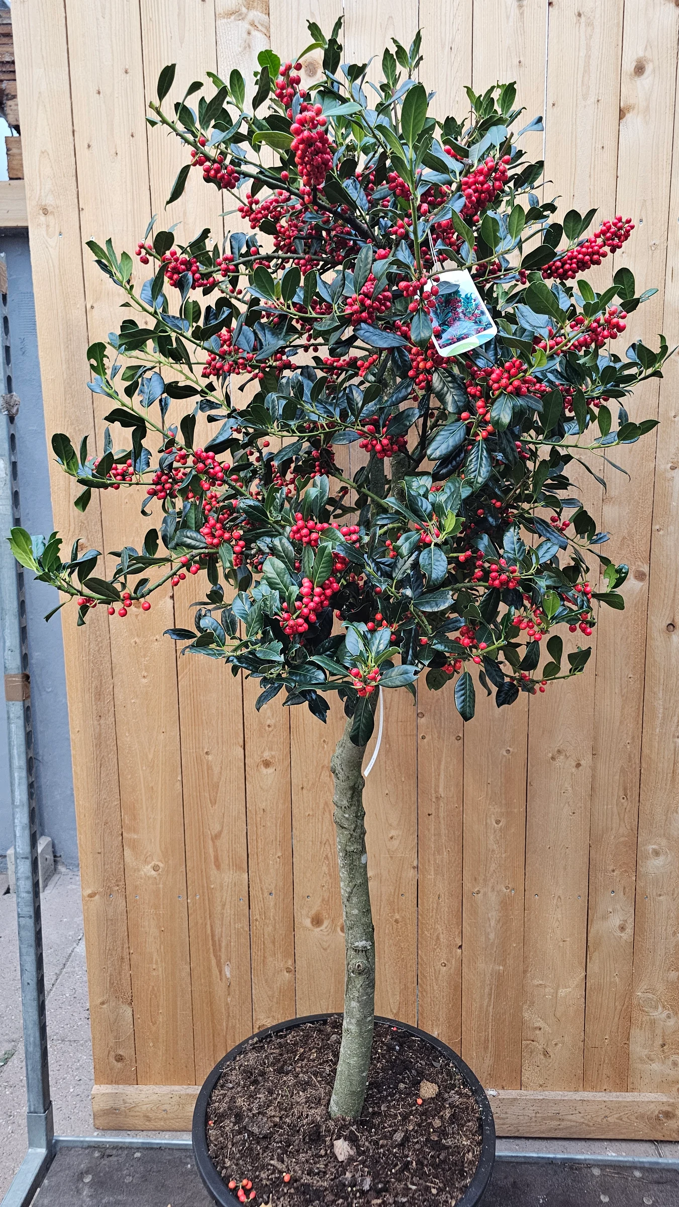 Stechpalmen in verschiedene Größen und Farben als Stämmchen oder Busch Wintergrün mit dekorativen roten Beeren ab 19,99 € – Produktfoto 1