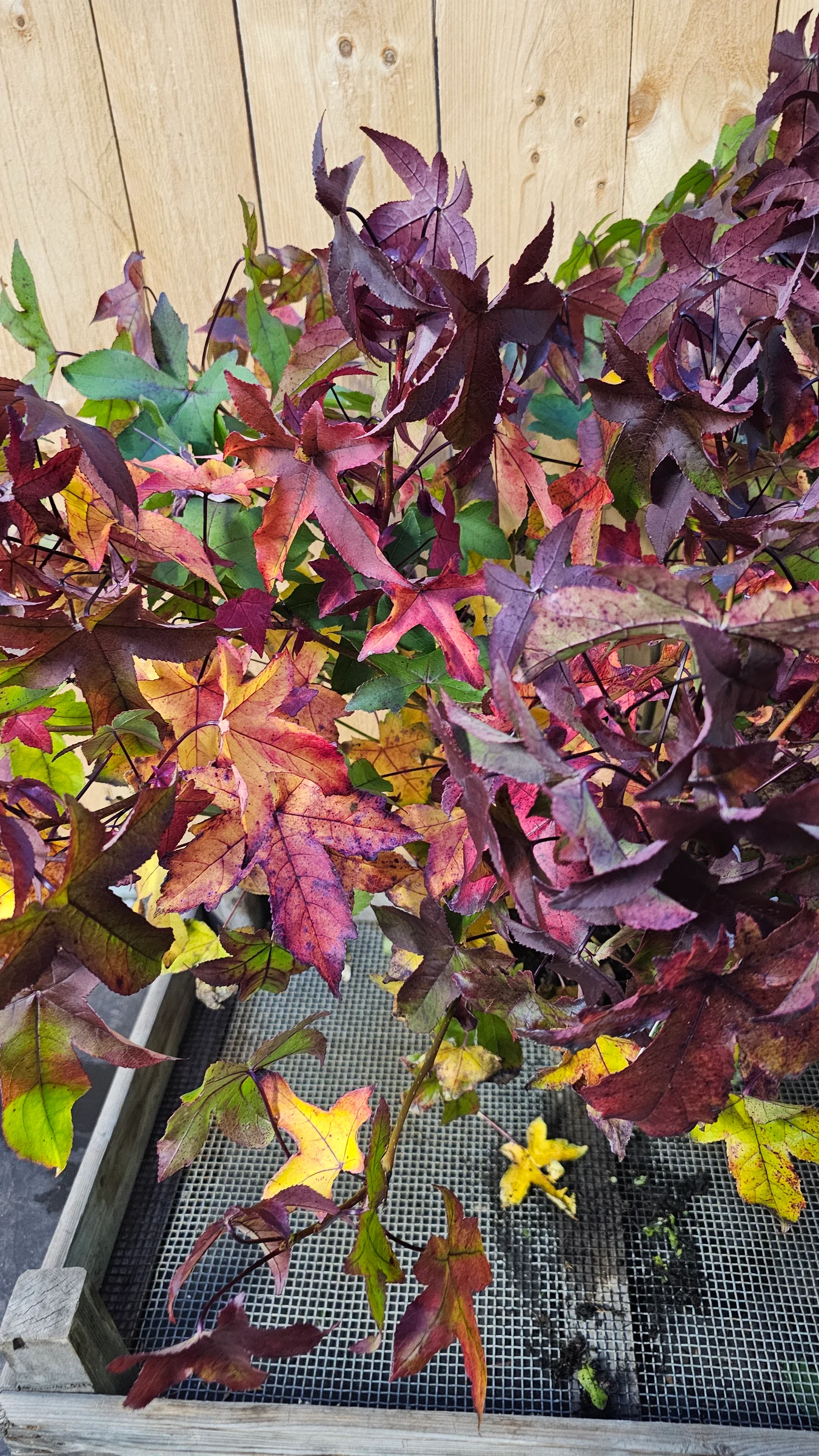 Liquidambar styraciflua 'Gum Ball' Als Mini Amberbaum Kugel Wuchshöhe ca 1,5 m sehr schöne Herbst Färbung der Blätte rot und gelb Tönen – Produktfoto 2