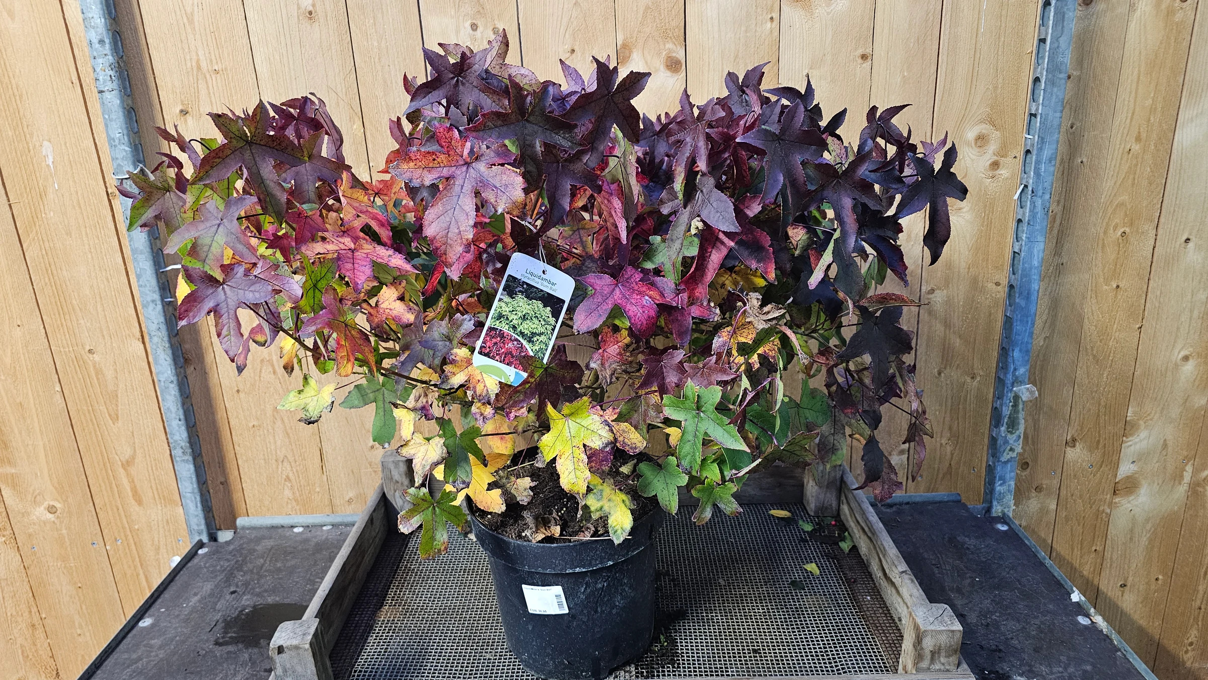 Liquidambar styraciflua 'Gum Ball' Als Mini Amberbaum Kugel Wuchshöhe ca 1,5 m sehr schöne Herbst Färbung der Blätte rot und gelb Tönen – Produktfoto 1