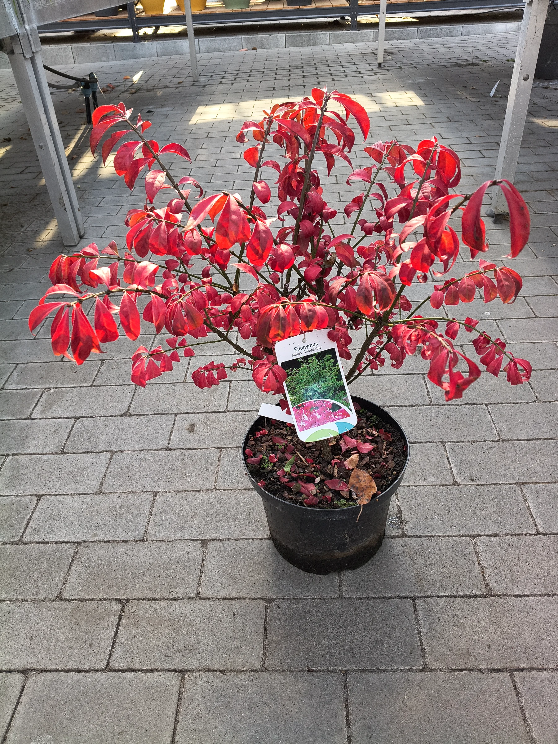 Euonymus alatus 'Compactus ' – Produktfoto 1