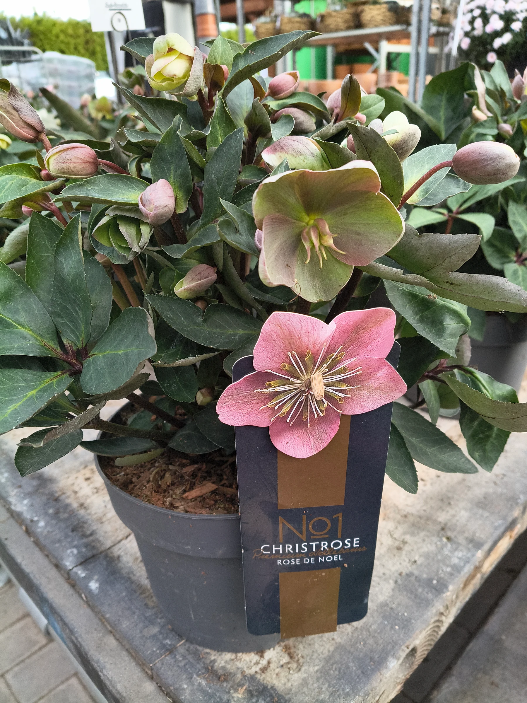 Christrosen Rose de Noil – Produktfoto 1