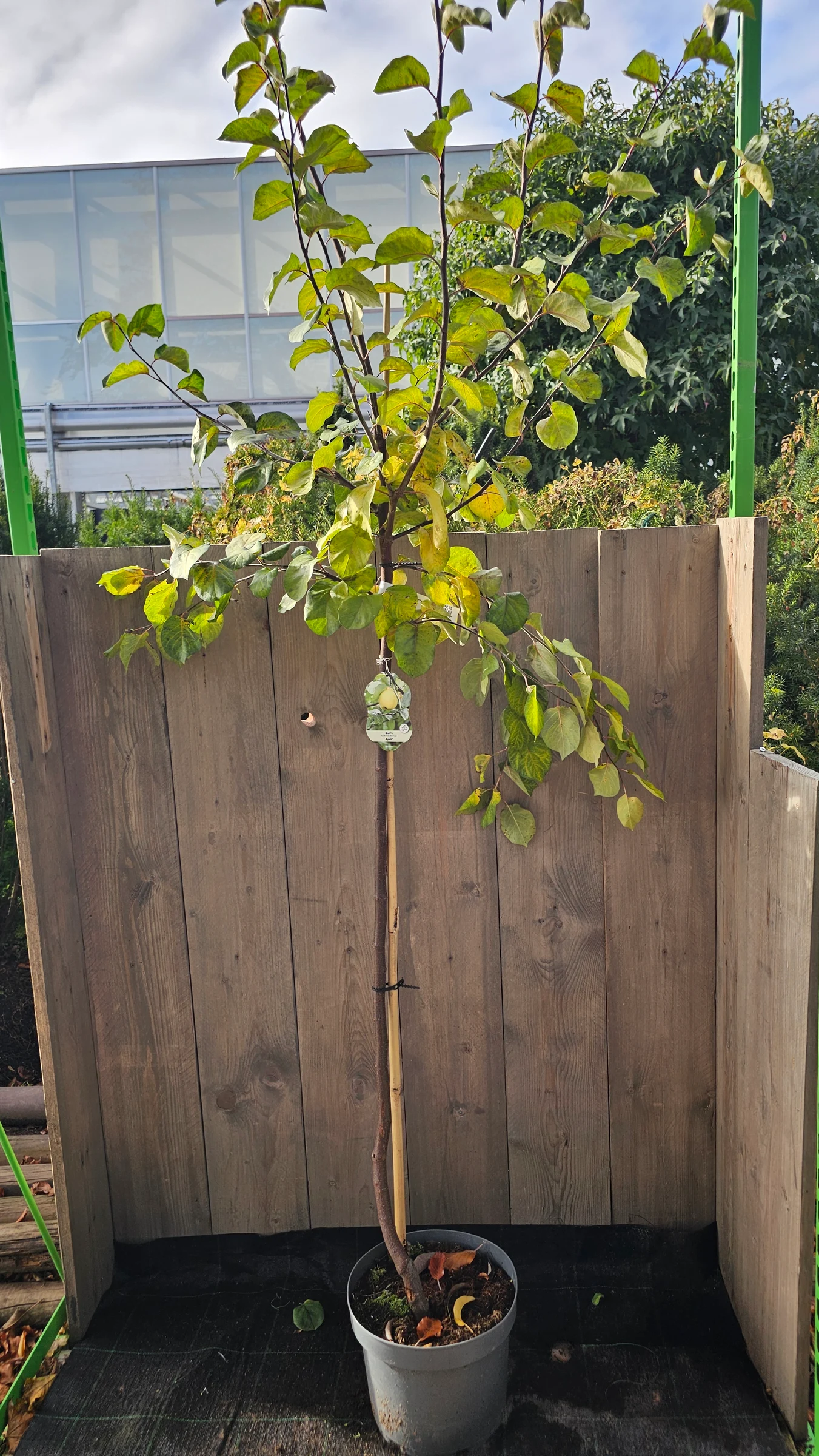 Ayva zählt zu den weichen Quitten kann von Baum gegessen werden  ( Halbstamm ) – Produktfoto 1