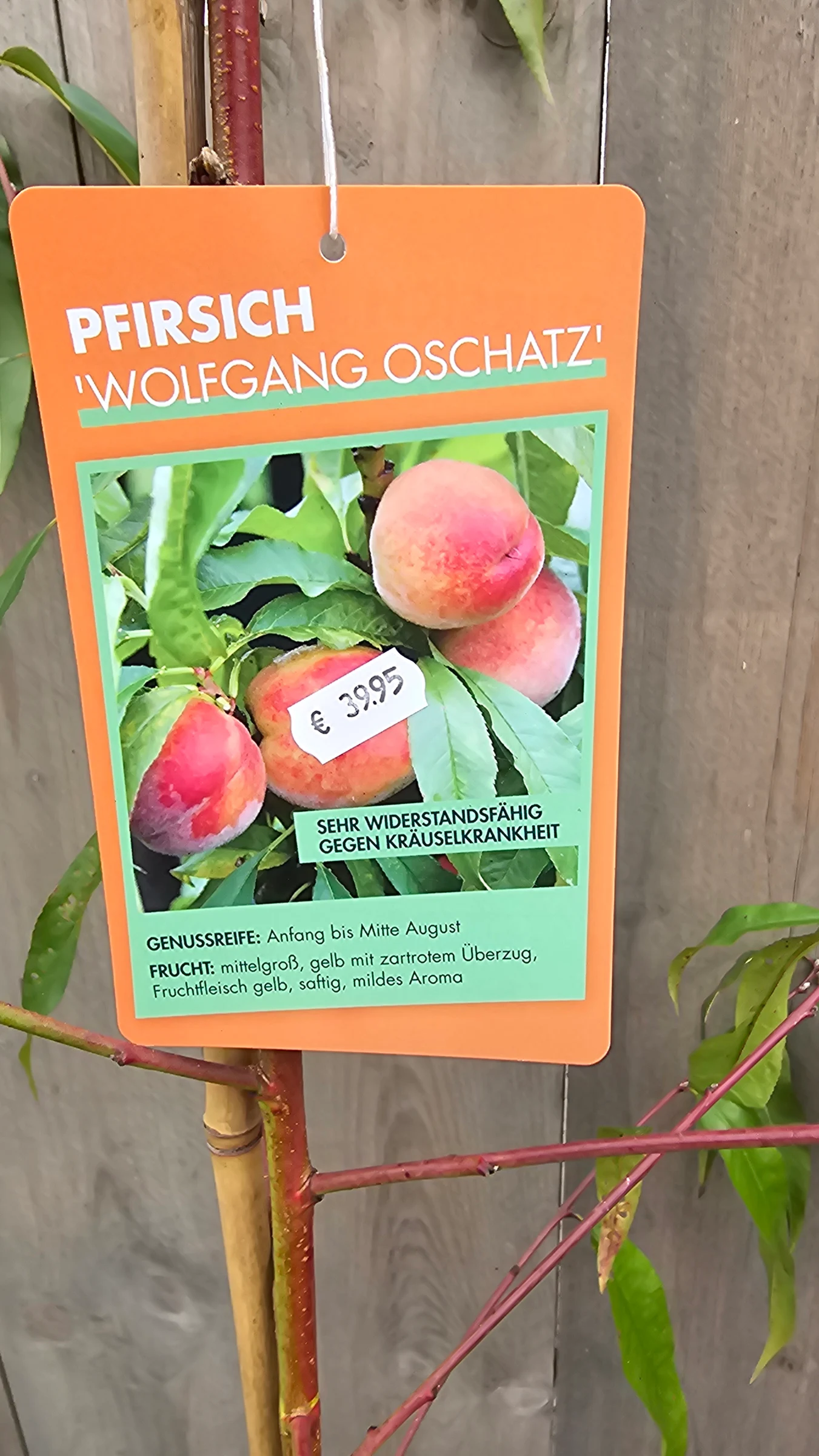 Pfirsich W. Oschatz  und auch viele andere Sorten – Produktfoto 2