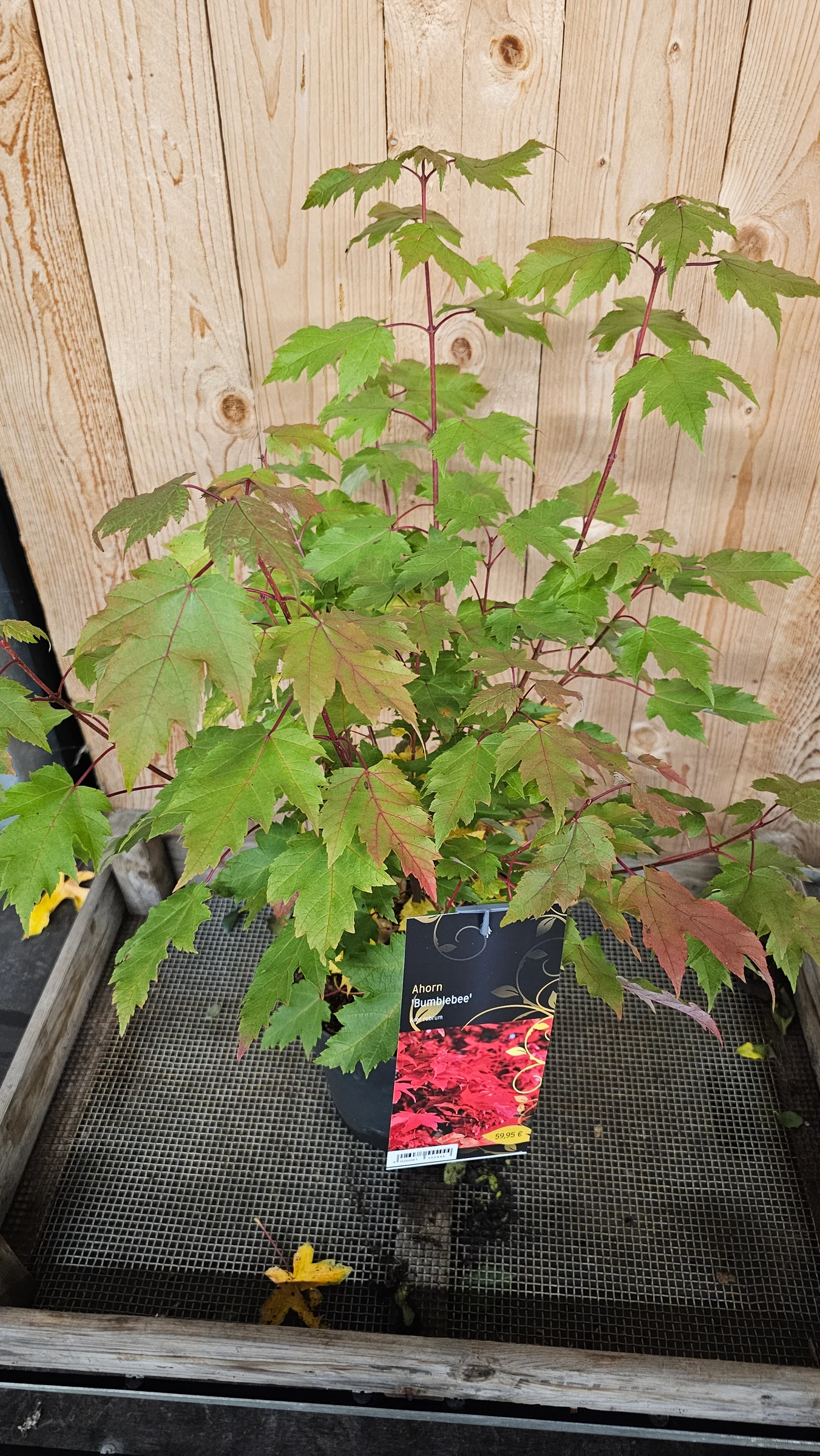 Ahorn 'Bumblebee' Acer rubrum  Eindrucksvolle Solitärbaum Herbstfärbung von gelb- orange bis rote Blätter – Produktfoto 2