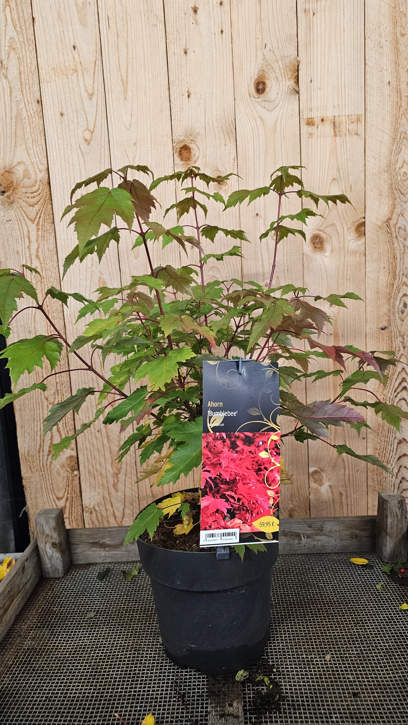 Ahorn 'Bumblebee' Acer rubrum  Eindrucksvolle Solitärbaum Herbstfärbung von gelb- orange bis rote Blätter – Produktfoto 1