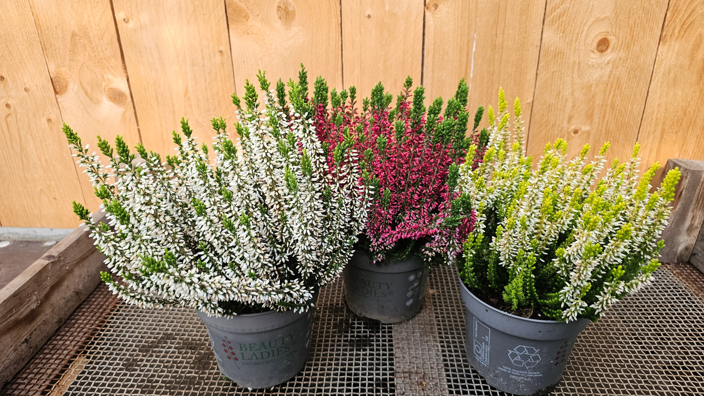 Knospenheide in verschiedenen Farben – Produktfoto 1