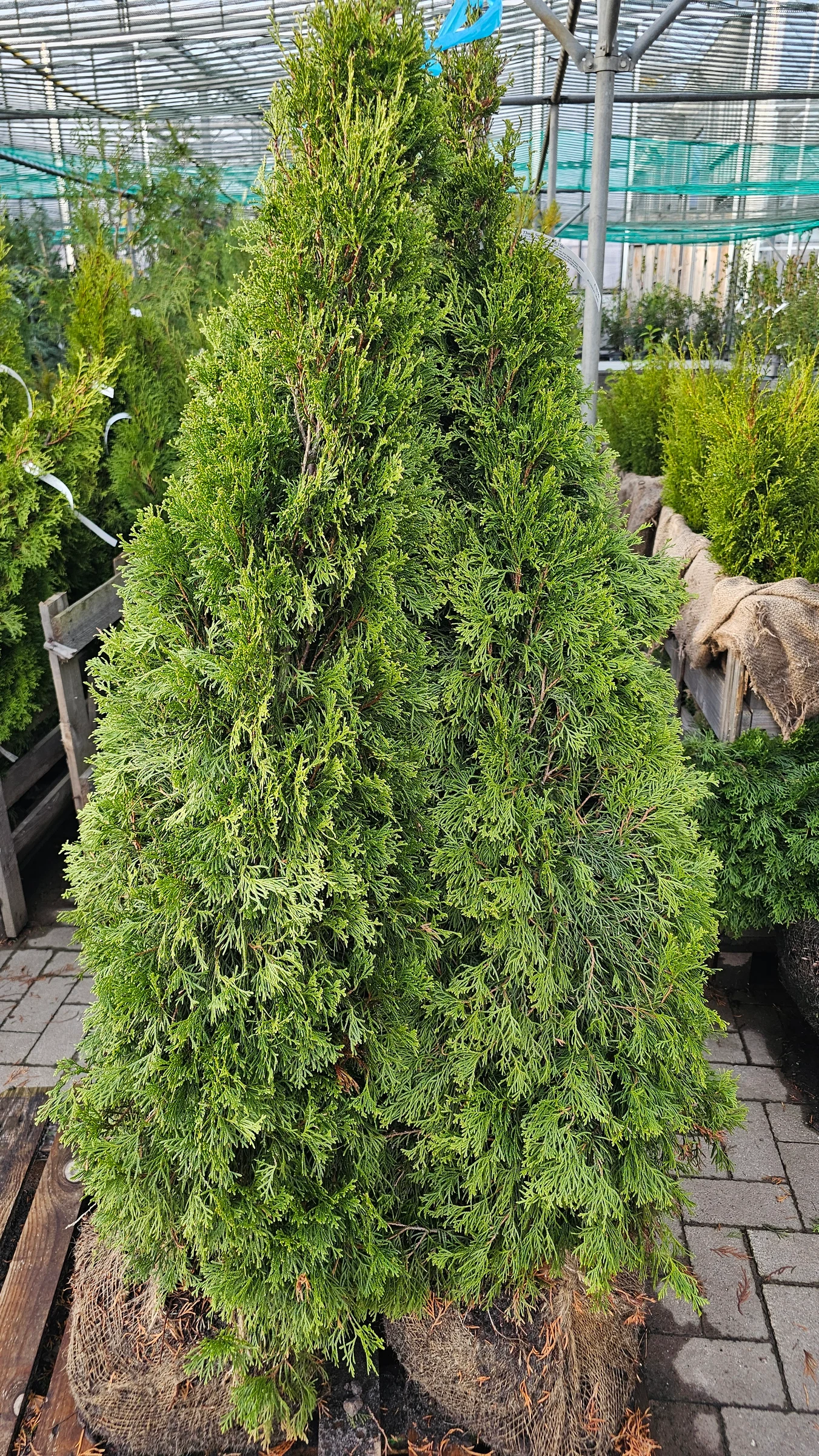 Thuja Smaragd in verschiedenen Größen in Ballen  ab 13,99 – Produktfoto 1