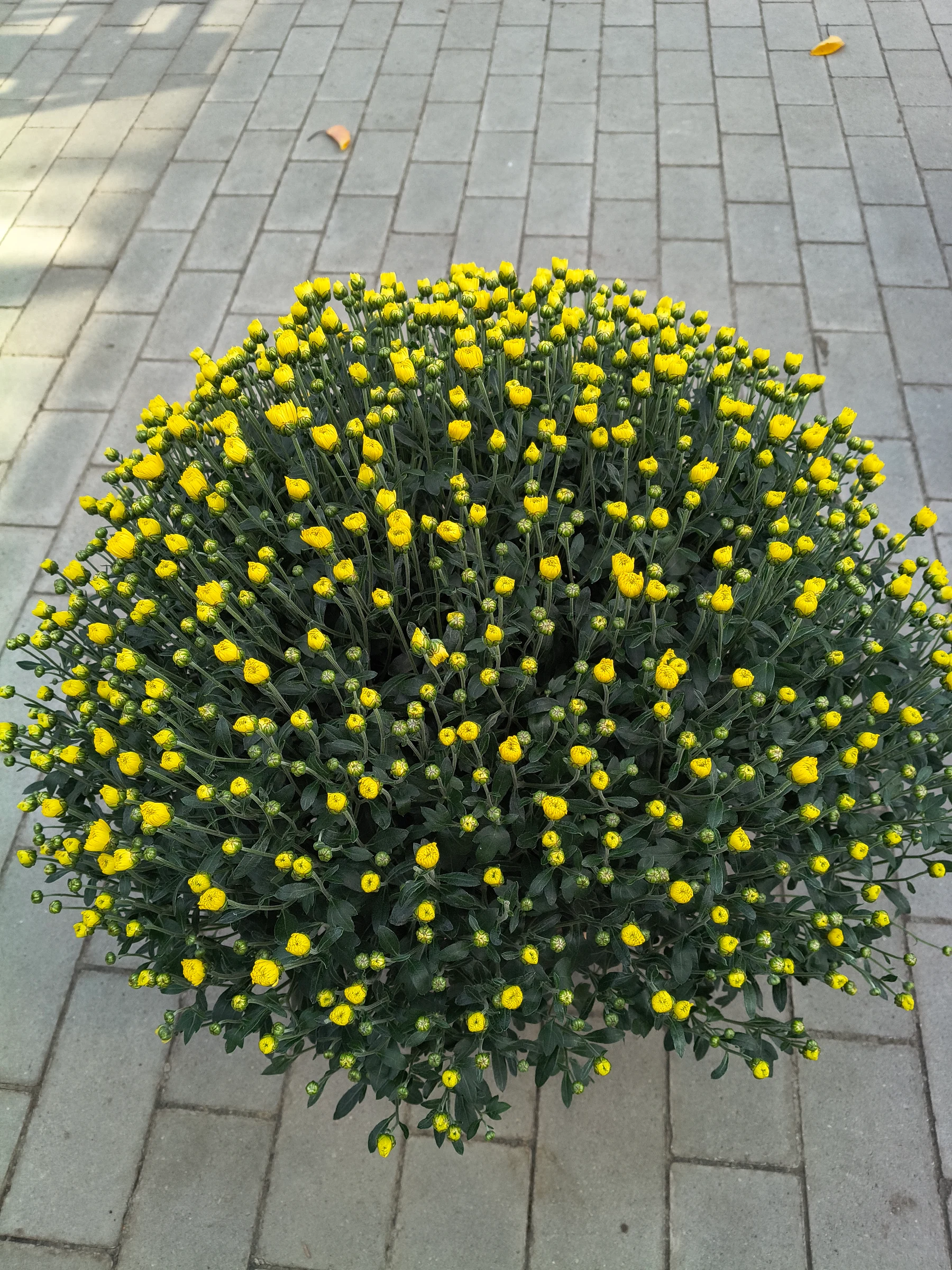 Chrysanthemen Kugel 45 cm – Produktfoto 1