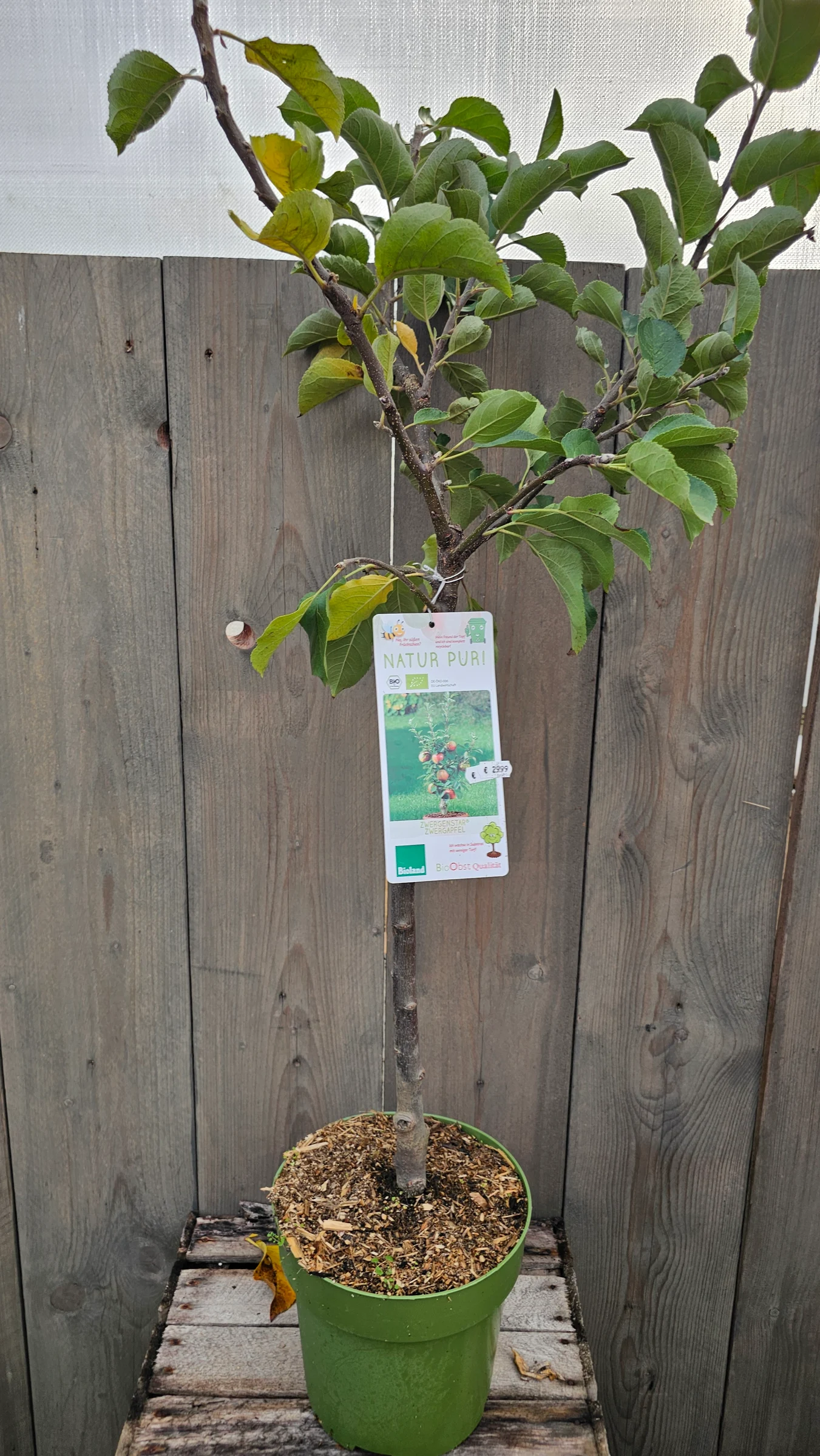 Zwerg Obstgehölze für Terrasse und Kübel – Produktfoto 3