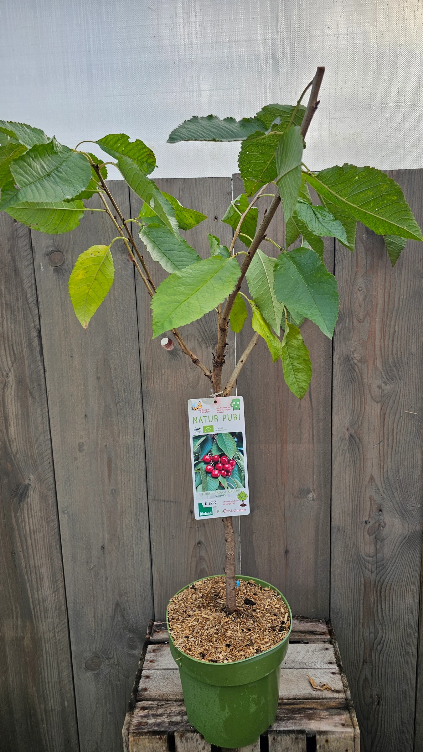 Zwerg Obstgehölze für Terrasse und Kübel – Produktfoto 5