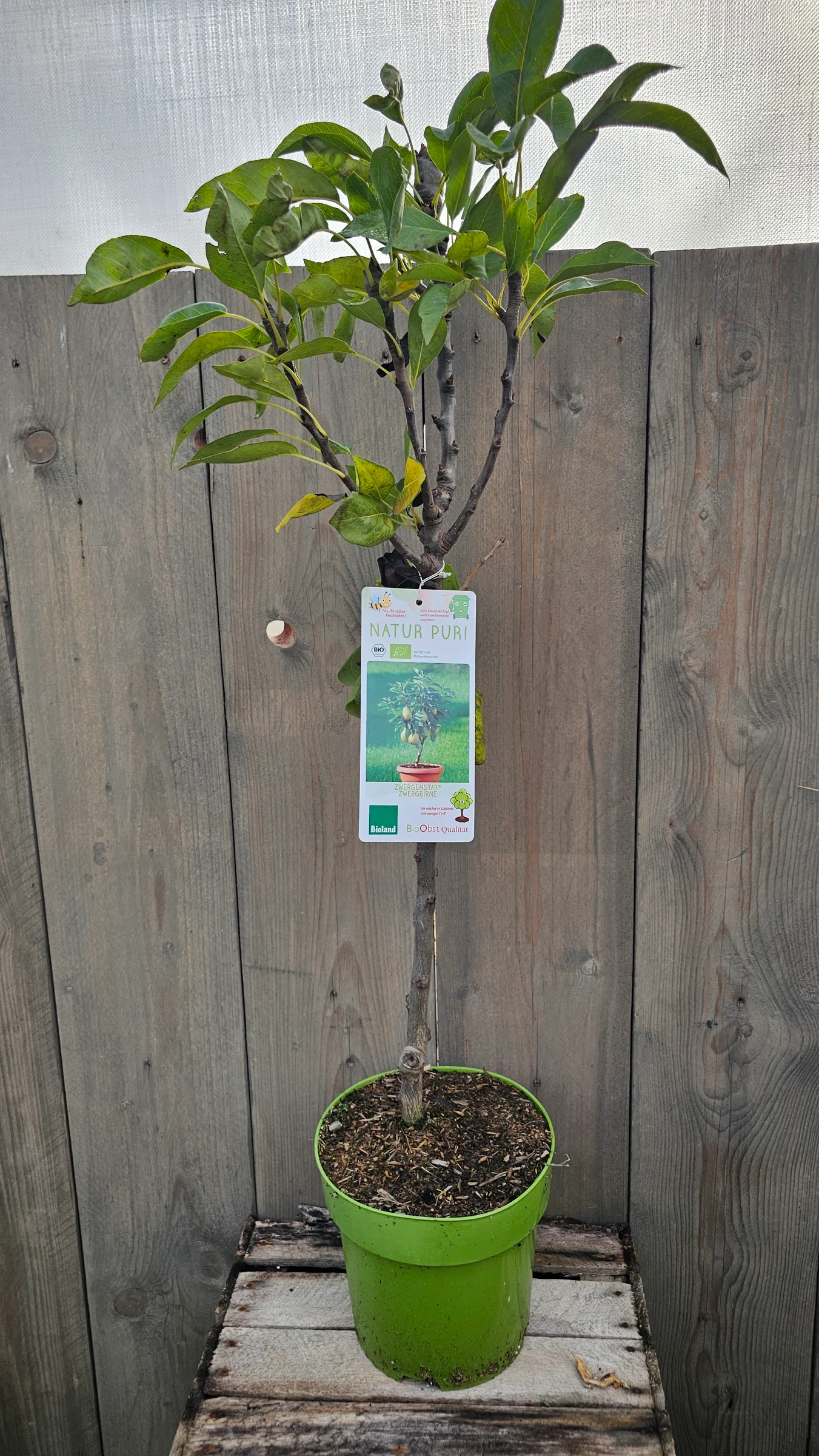 Zwerg Obstgehölze für Terrasse und Kübel – Produktfoto 2