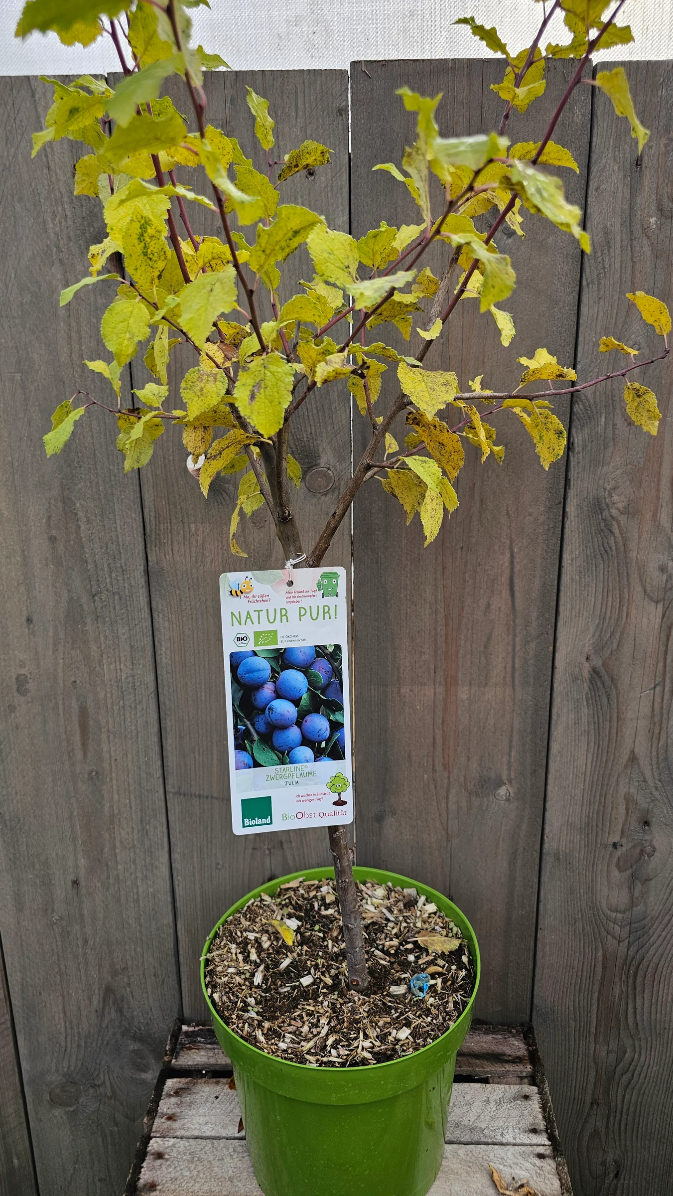 Zwerg Obstgehölze für Terrasse und Kübel – Produktfoto 4