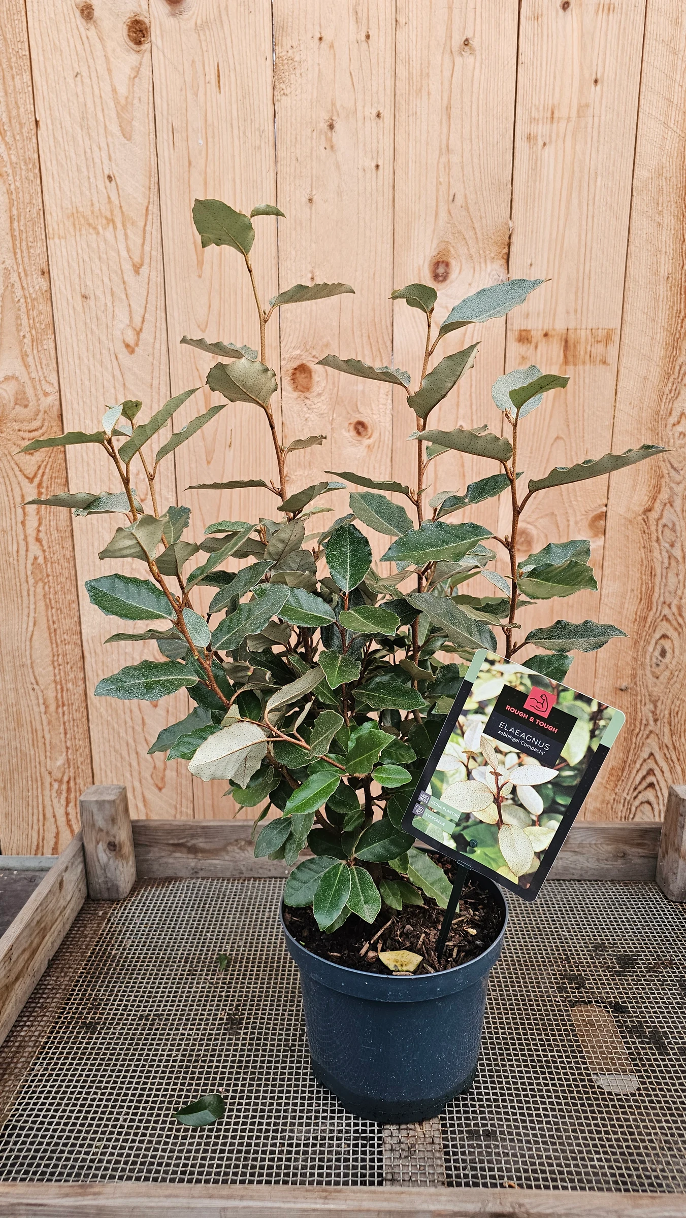 Wintergrüne Ölweide 'Compacta' Kompakter Wuchs  im früh Herbst bildet sie Blüten die stark duftend sind  ab 15.99€ – Produktfoto 1