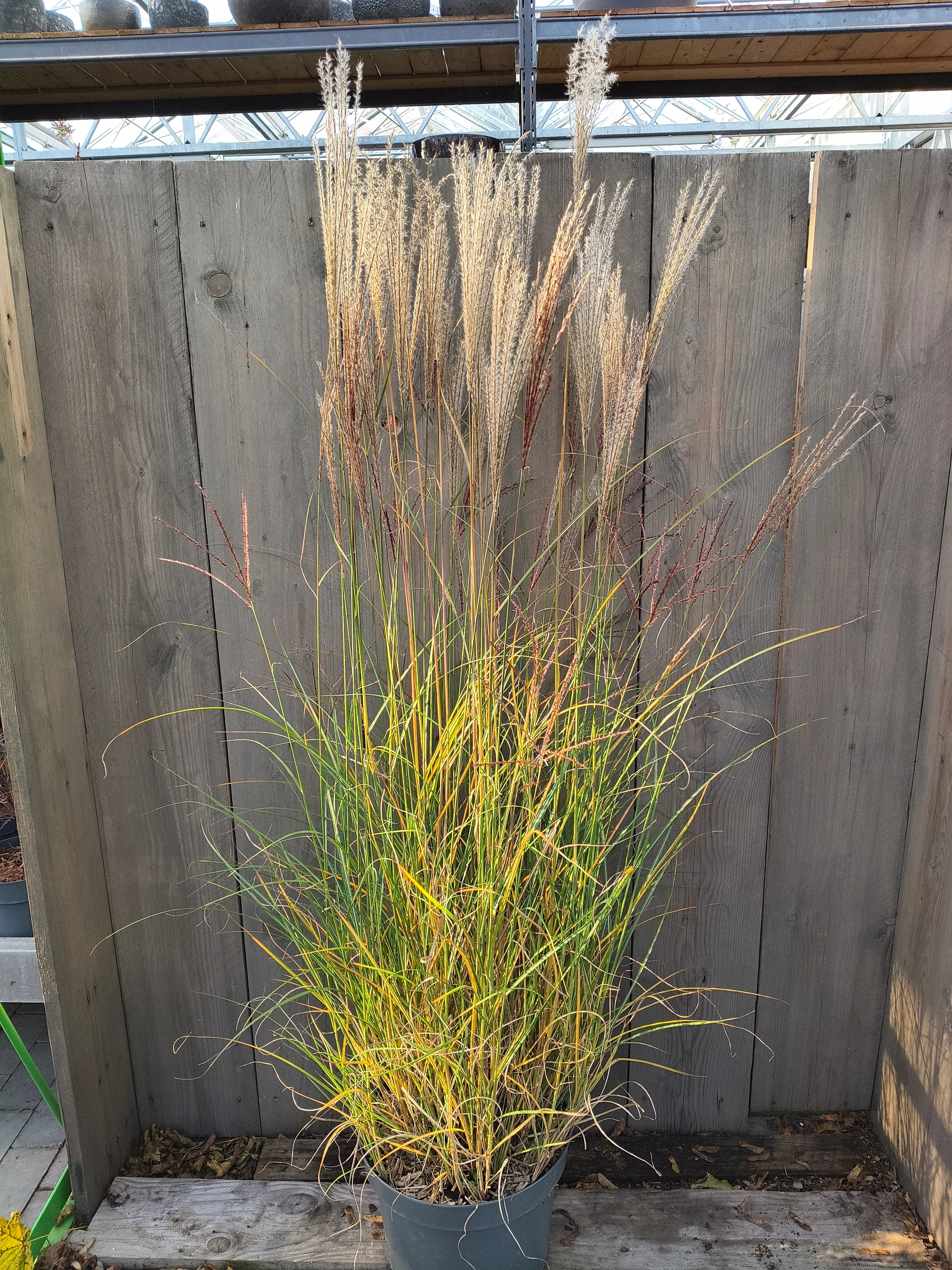 Miscanthus kleine Silberpinne – Produktfoto 1