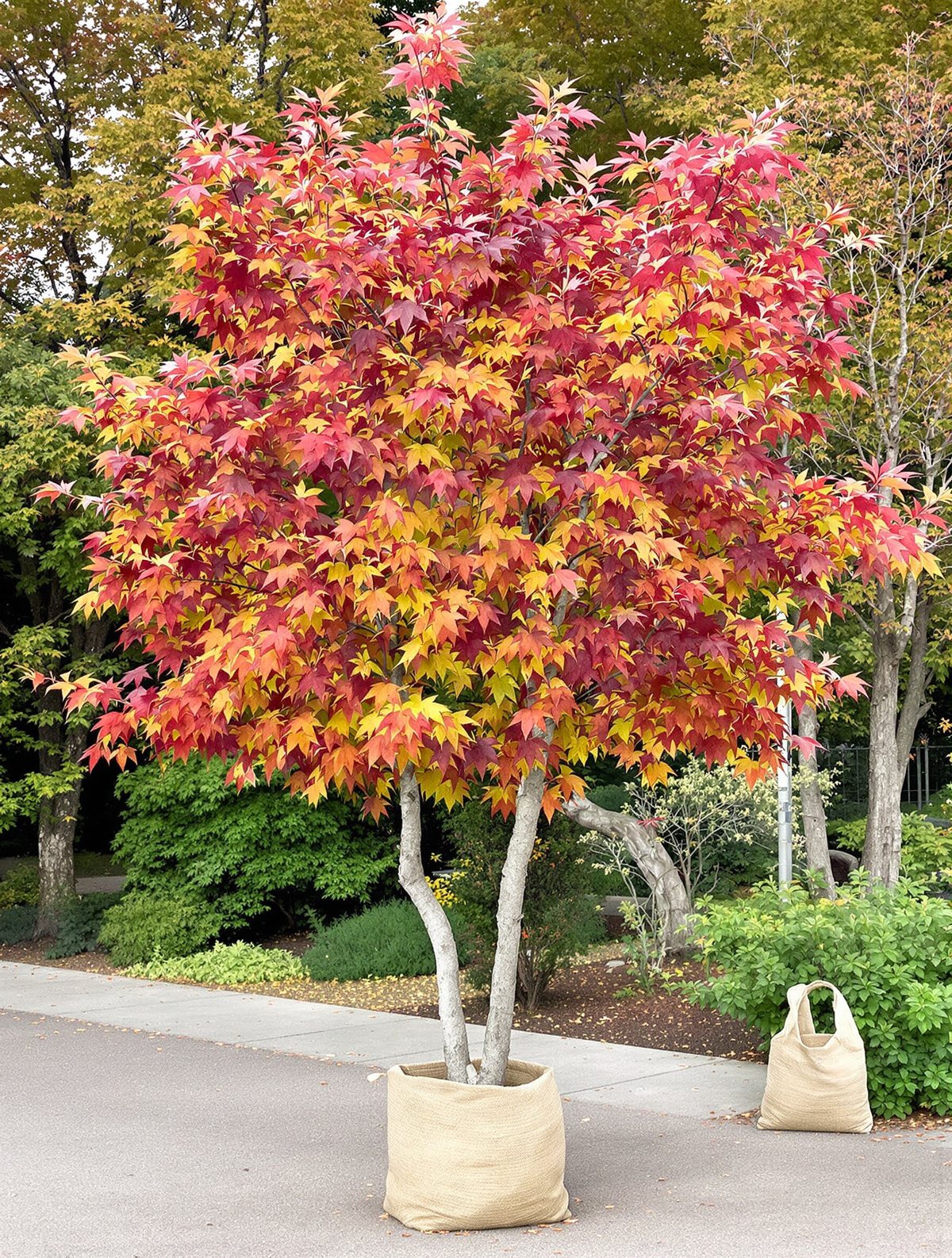 Amberbaum mehrstämmig