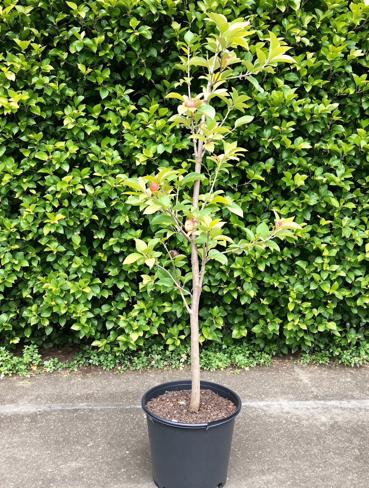 Apfel ‚Roter Boskoop‘, Halbstamm