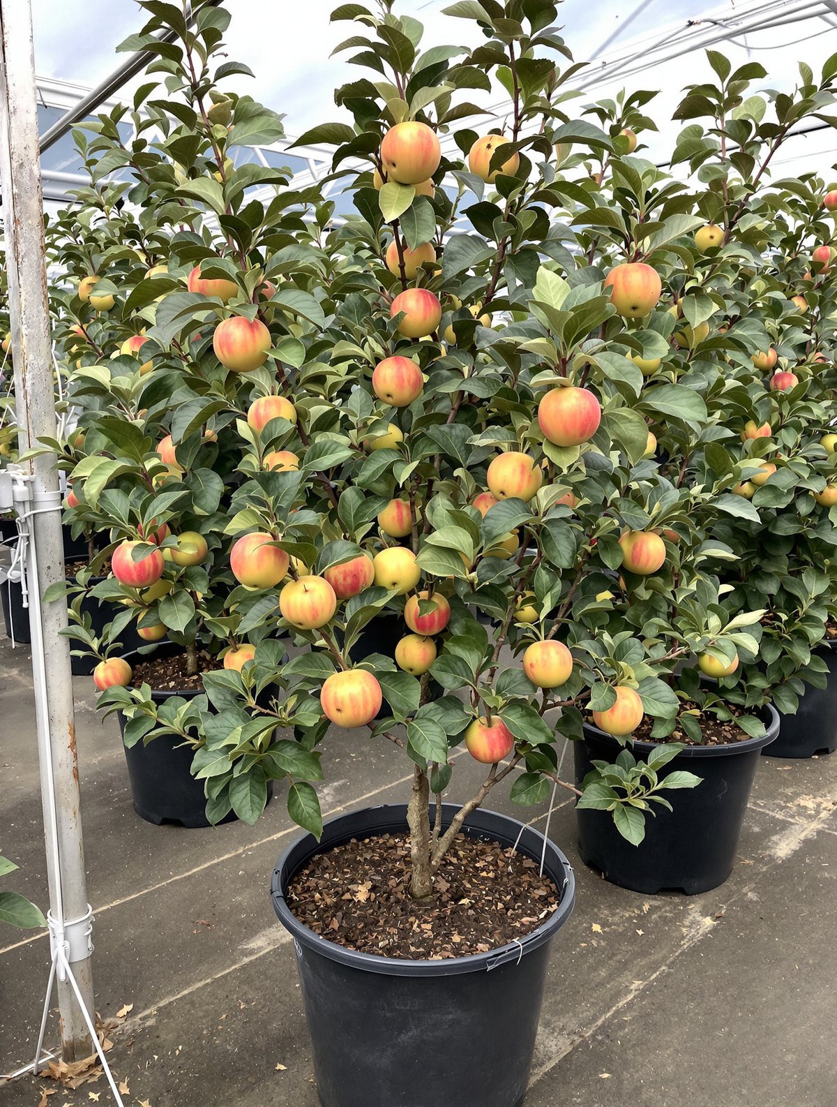 Apfel ‚Topaz‘