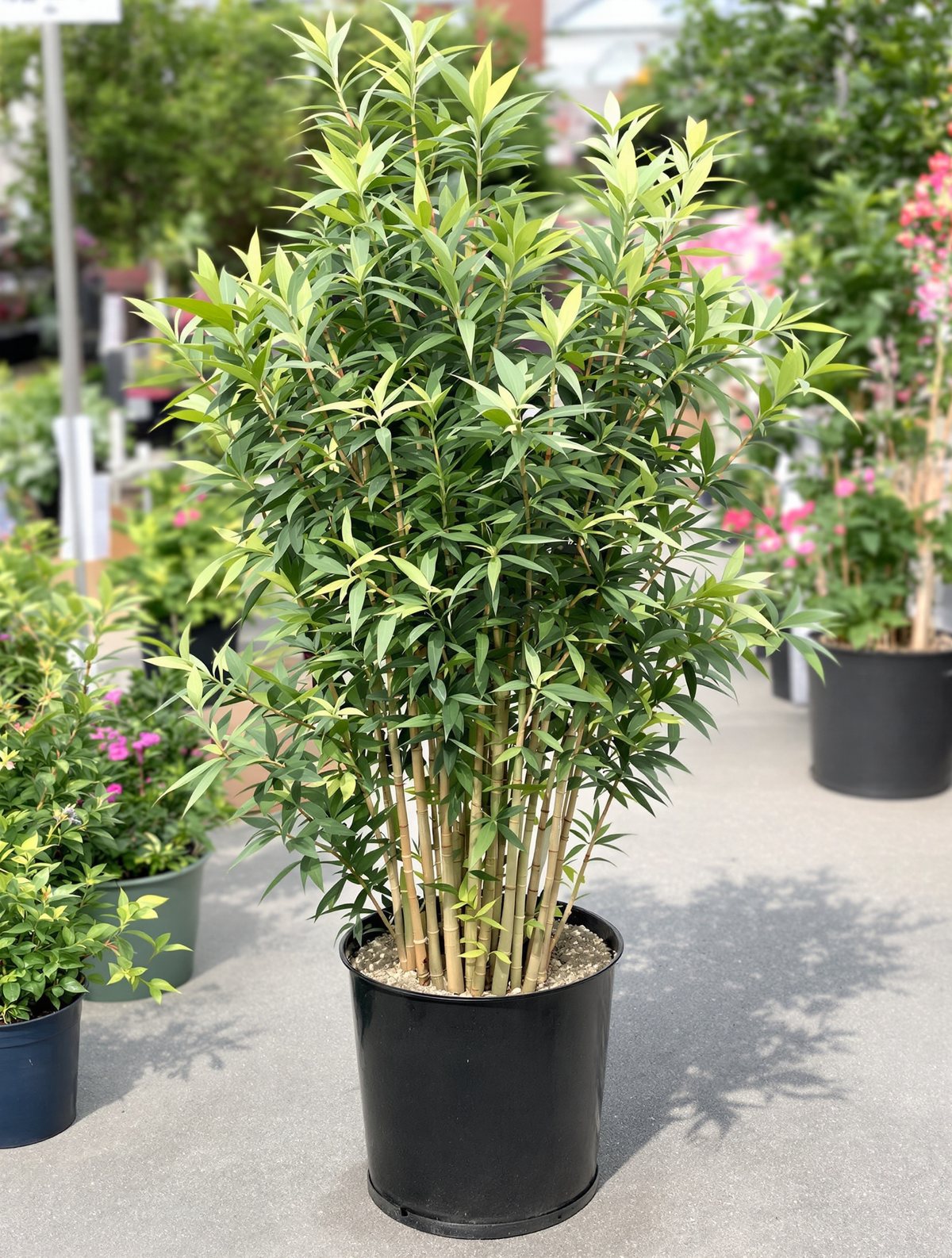 Bambus ‚Asian Wonder‘