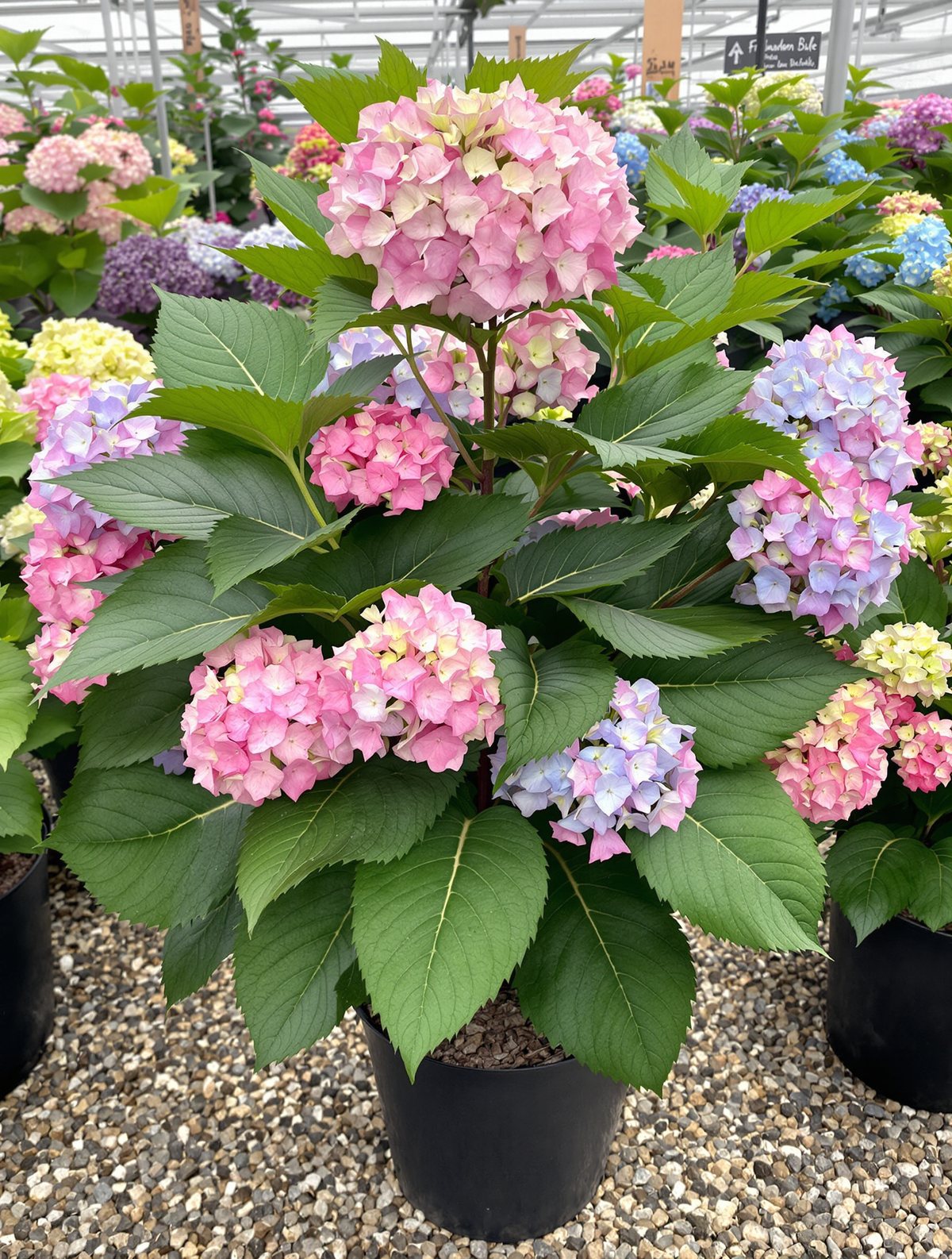 Bauernhortensie ‚Bela‘