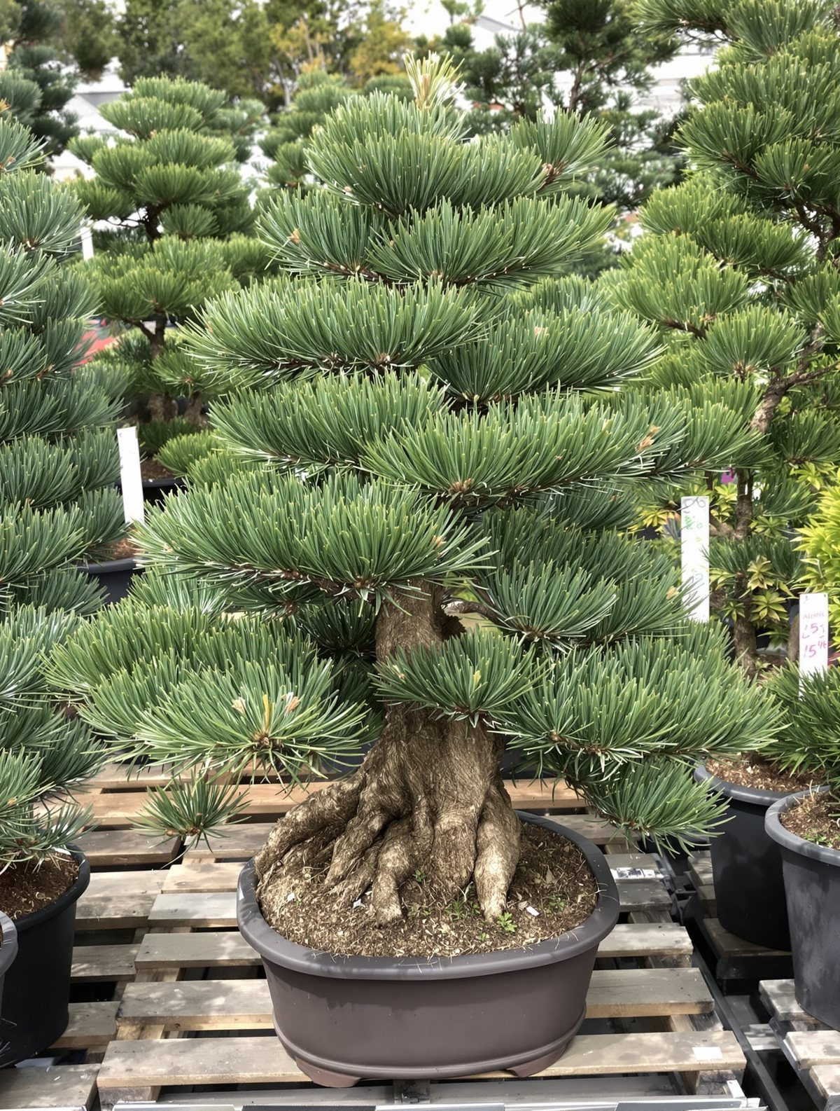 Berg-Kiefer ‚Gnom‘ Bonsai-Form