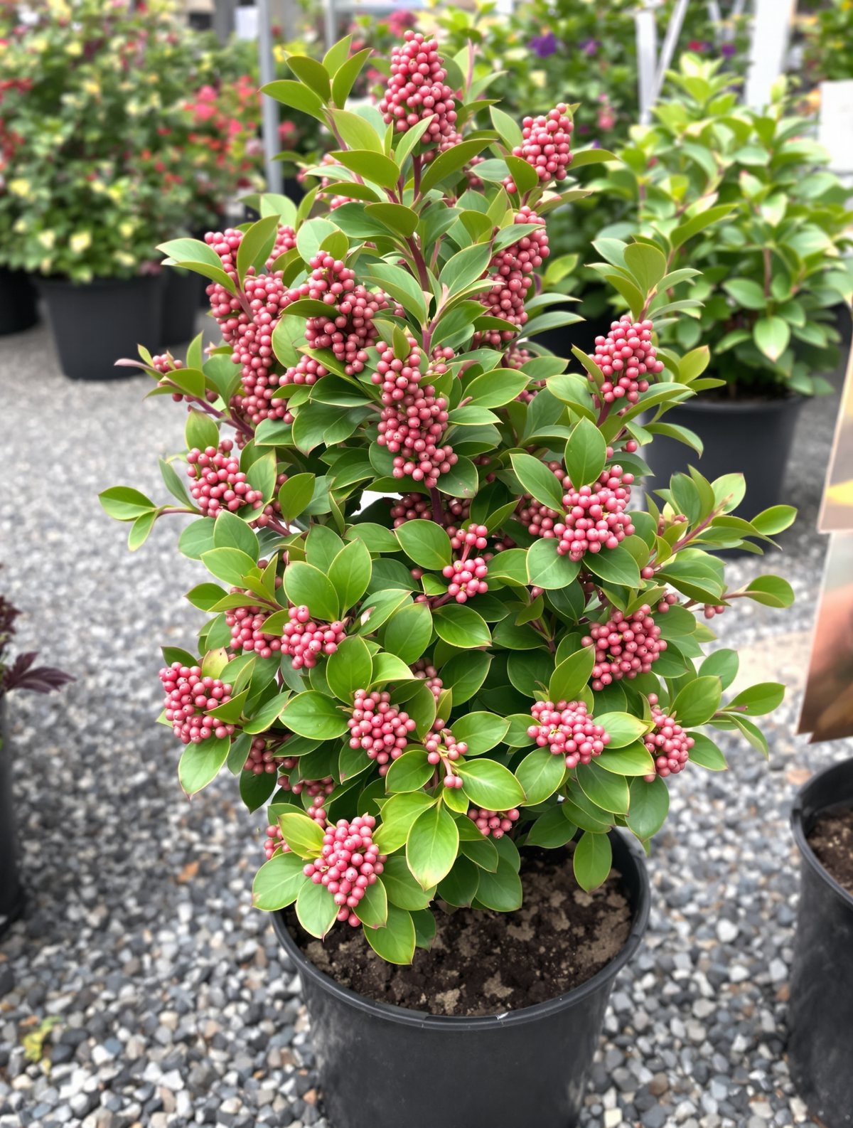 Berglorbeer ‚Ostbo Red‘