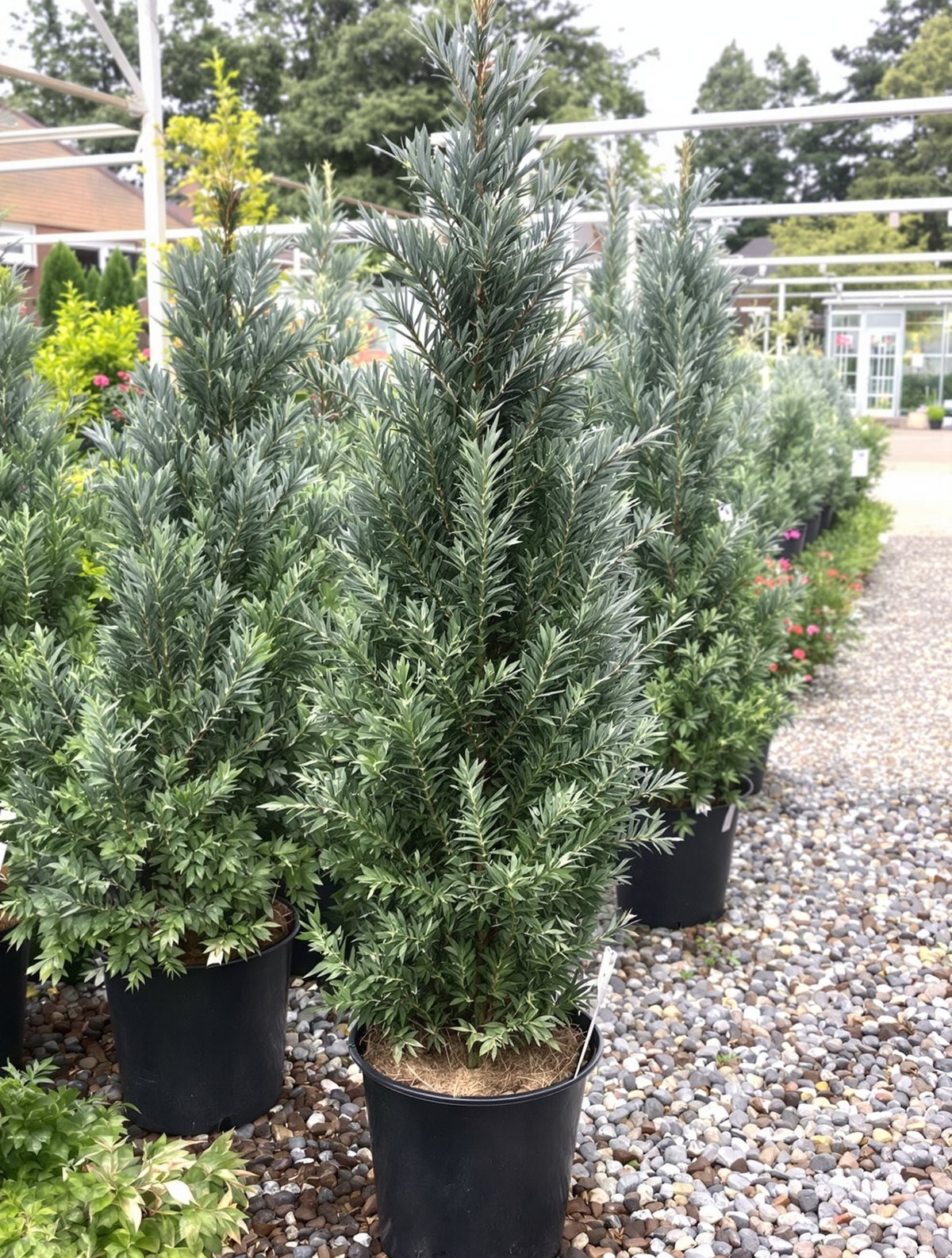 Blaue Säulen-Scheinzypresse ‚Columnaris‘