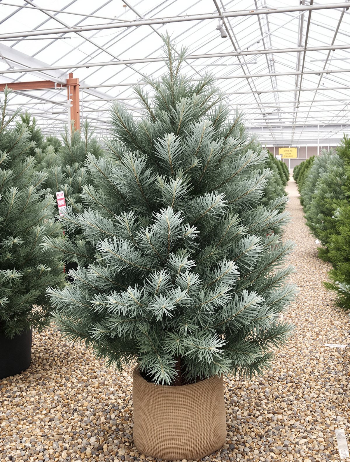 Blaue Stech-Fichte ‚Glauca‘