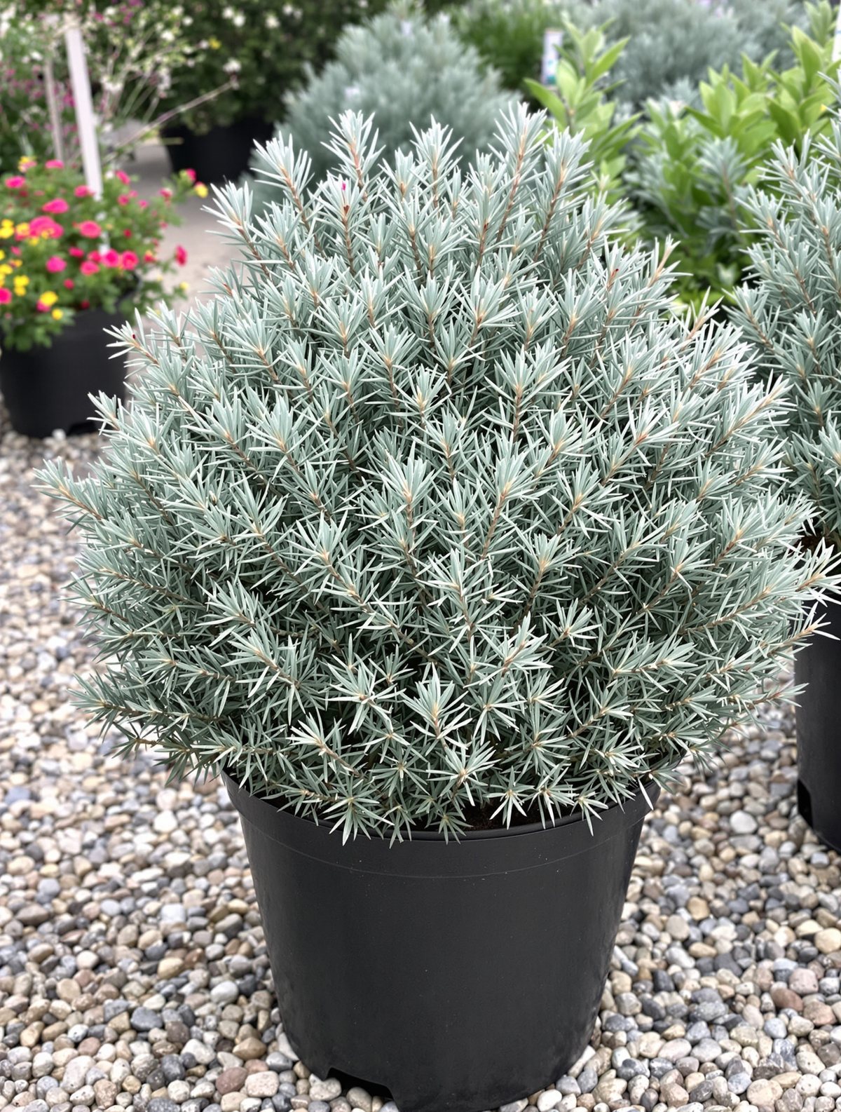 Blauer Zwerg-Wacholder ‚Blue Star‘