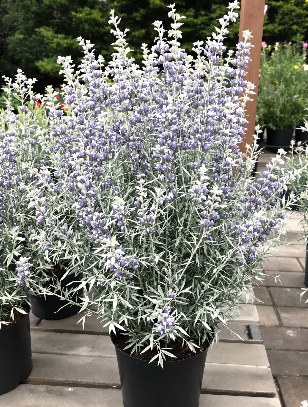Blauraute ‚Blue Spire‘