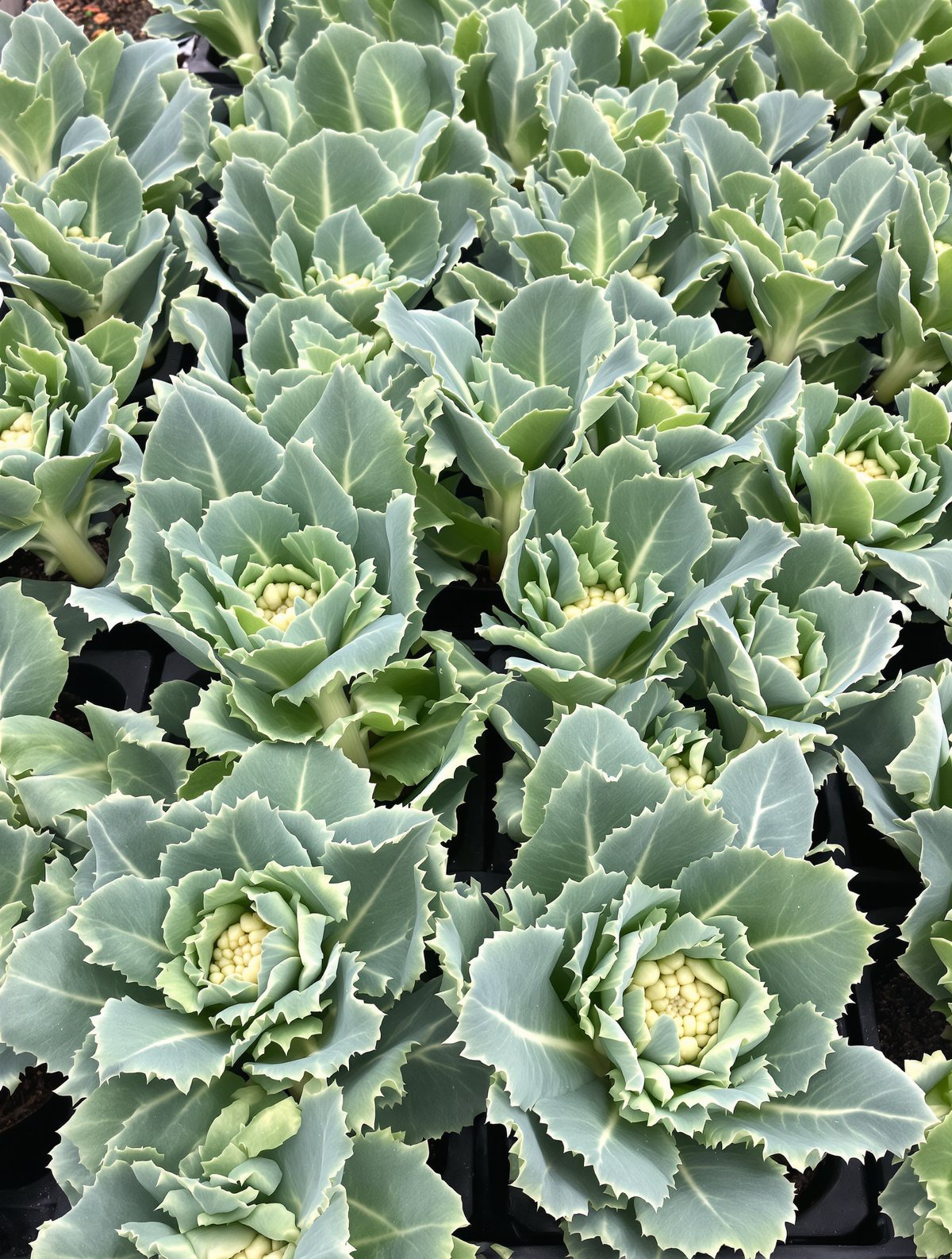 Blumenkohl-Jungpflanzen in Sorten