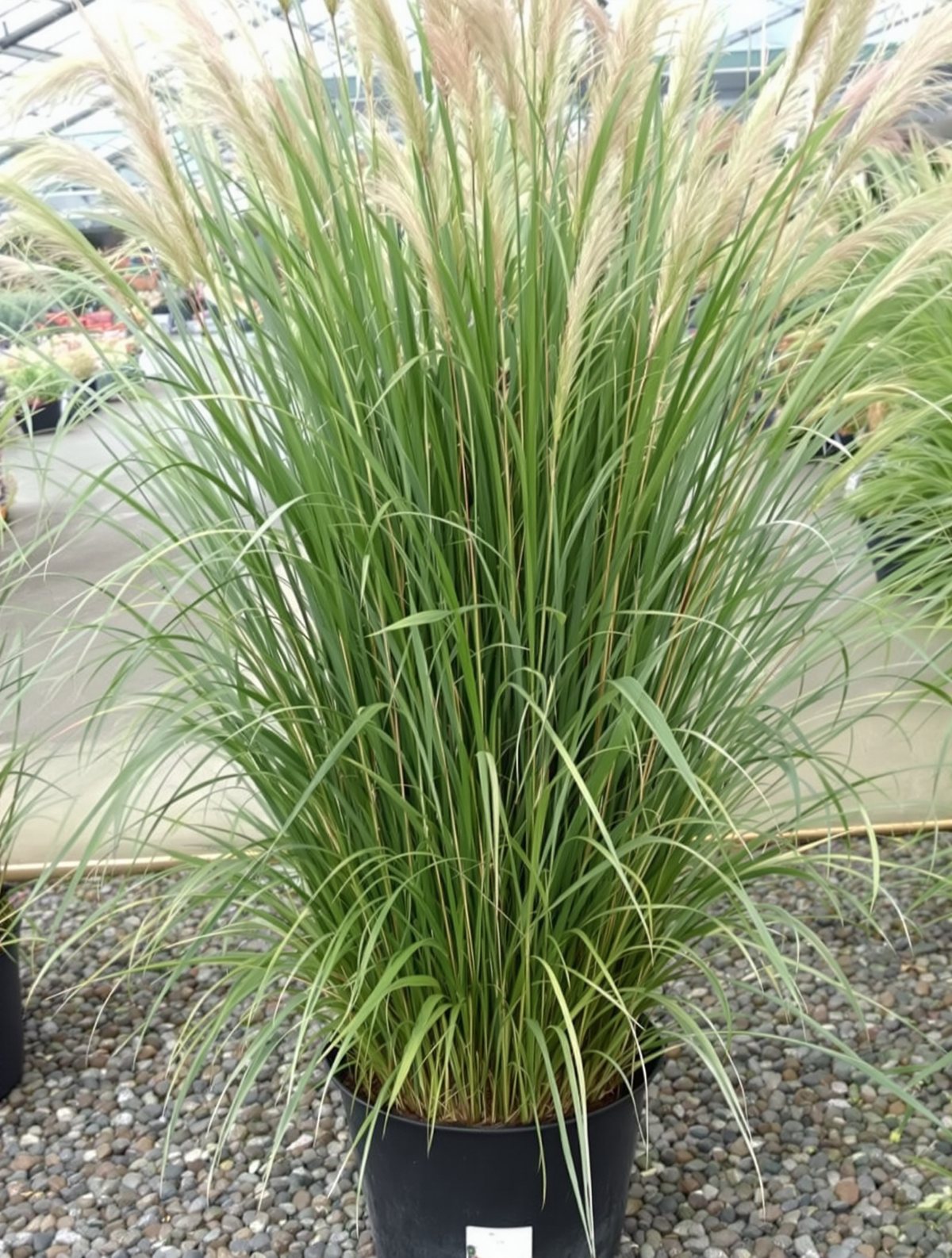 Chinaschilf ‚Gracillimus‘