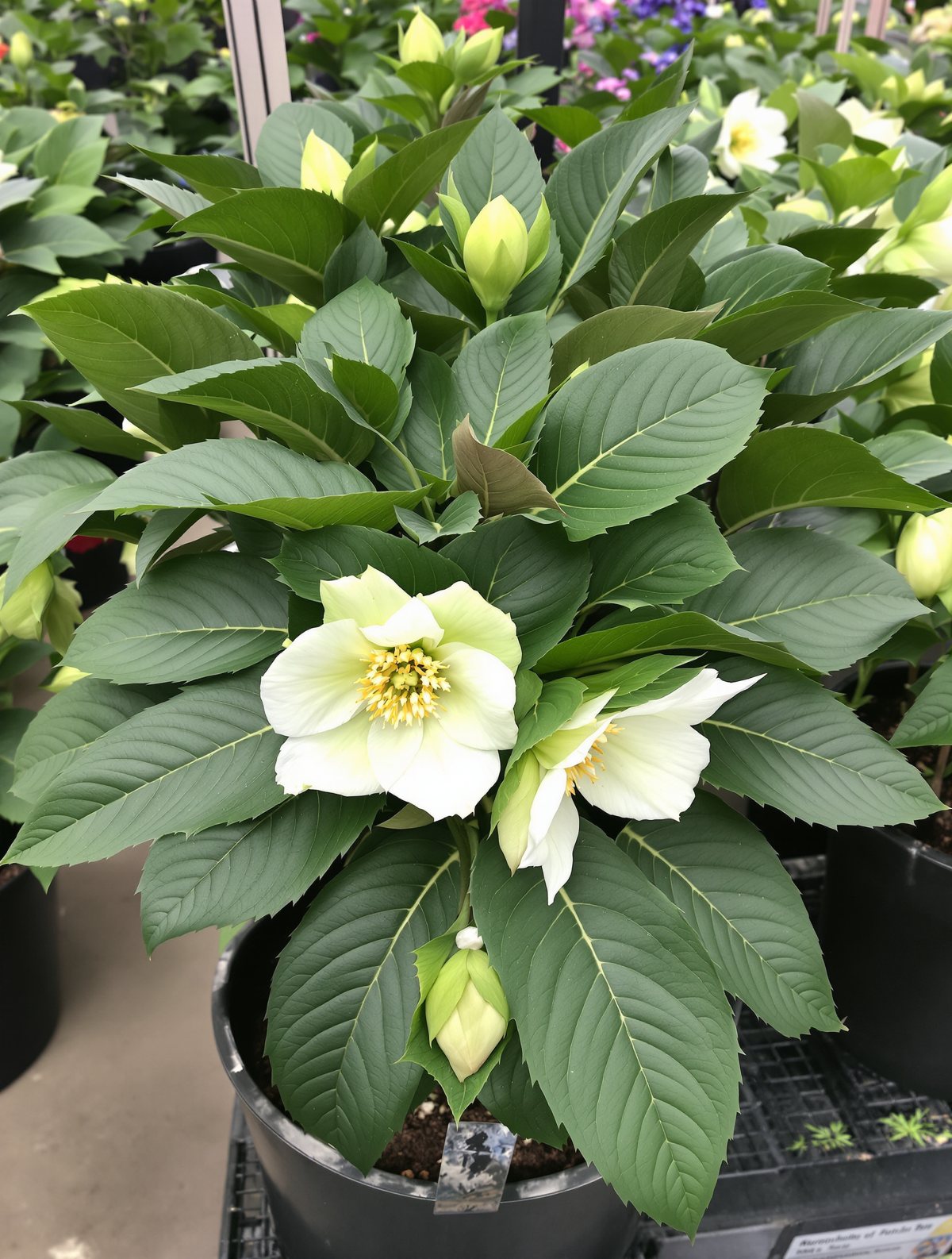 Christrose