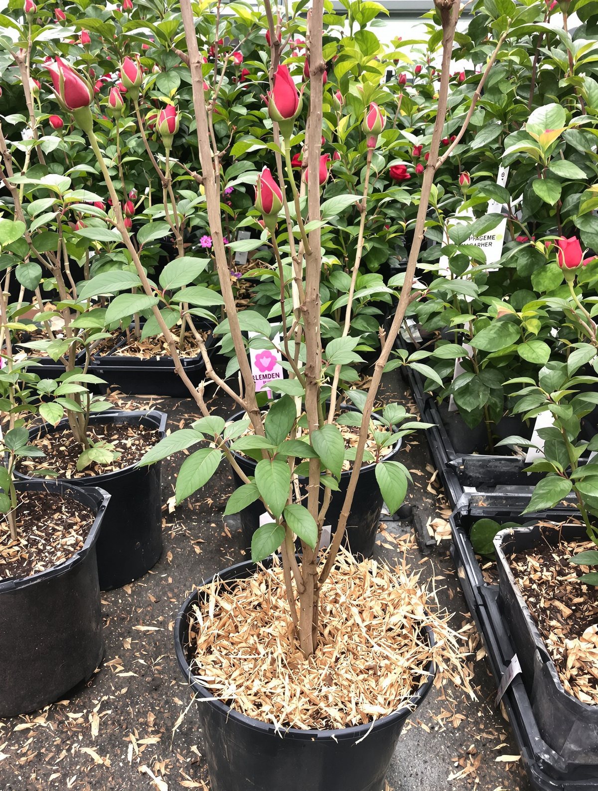 Edelrose ‚Gloria Dei‘