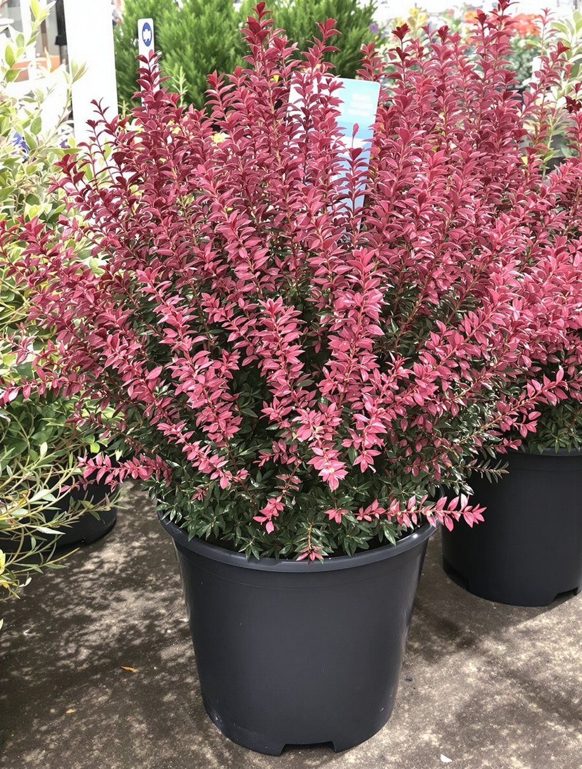 Englische Heide ‚Kramer’s Rote‘