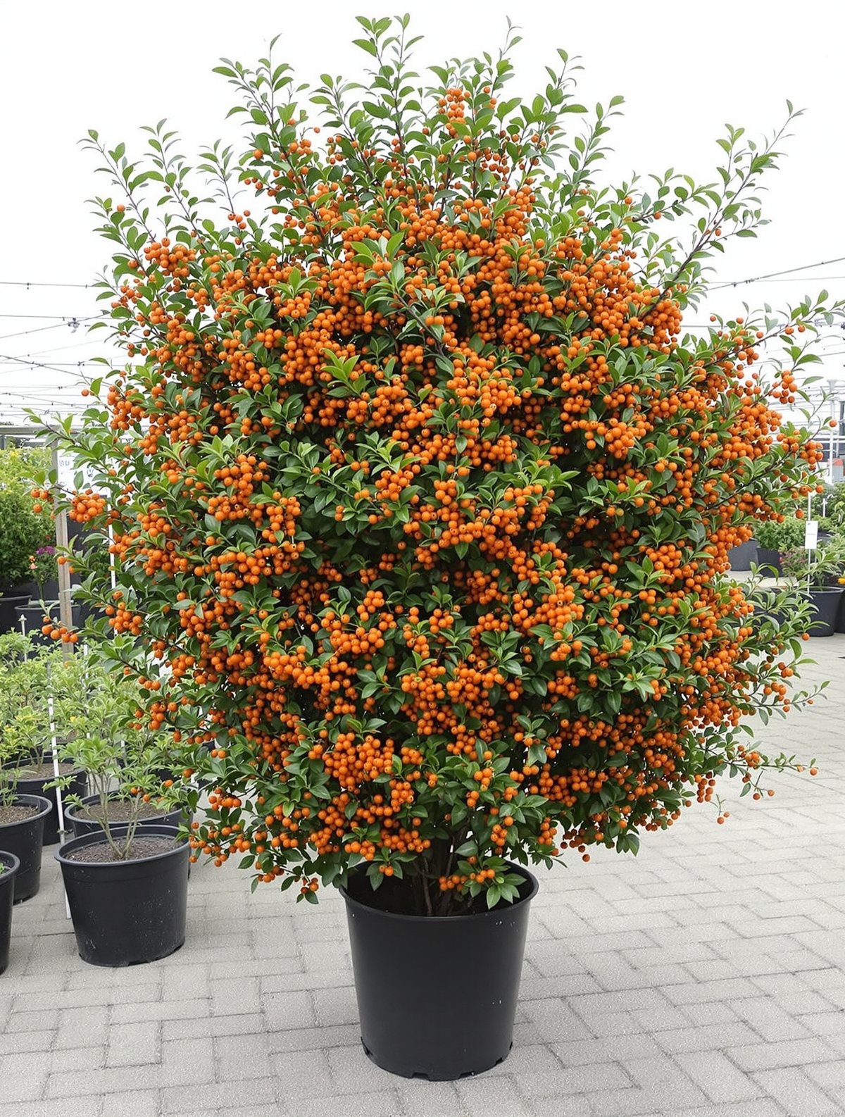 Feuerdorn ‚Orange Charmer‘ mehrstämmig
