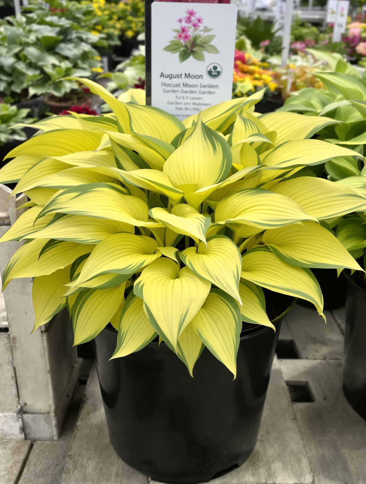 Funkie ‚August Moon‘