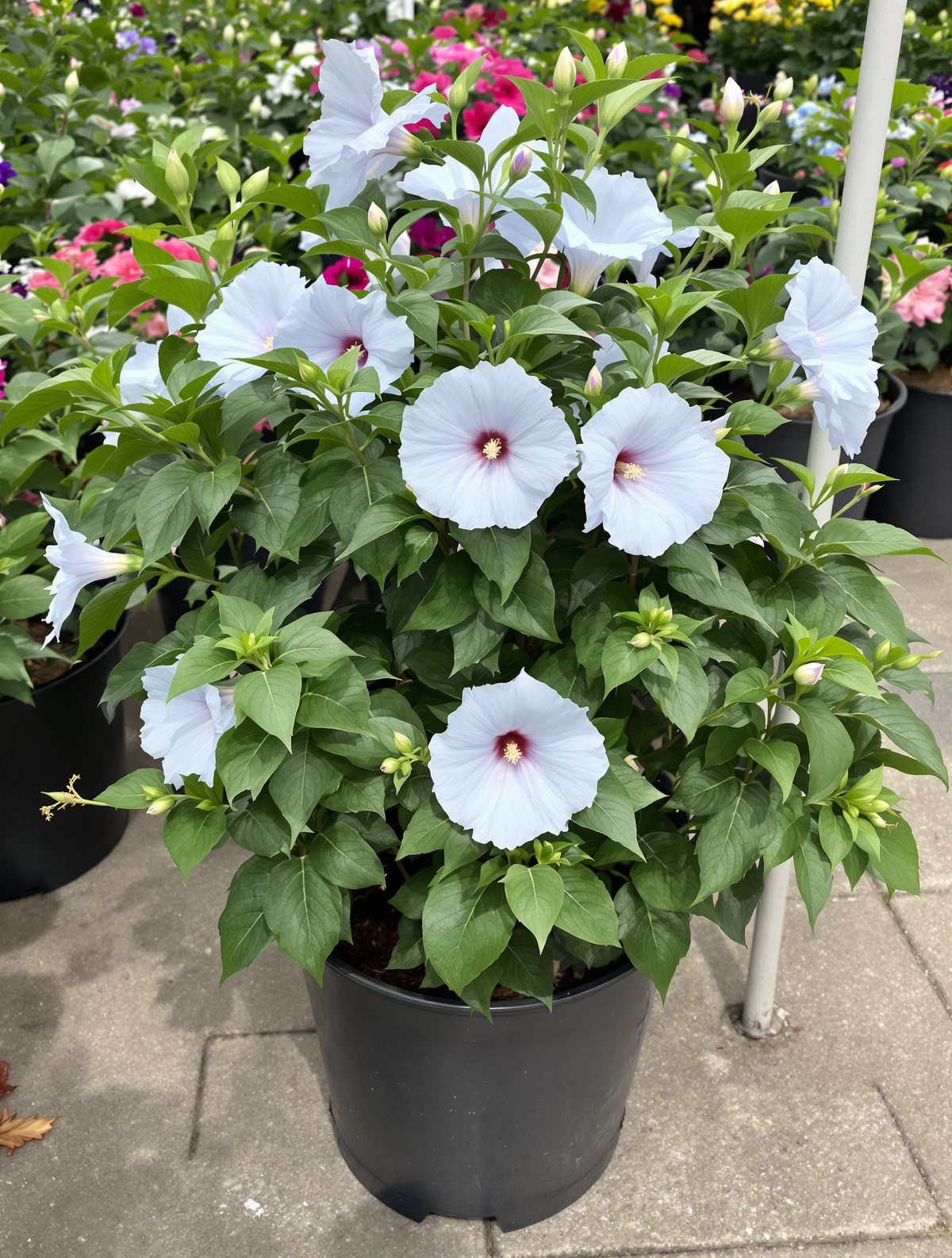 Garten-Eibisch ‚Oiseau Bleu‘