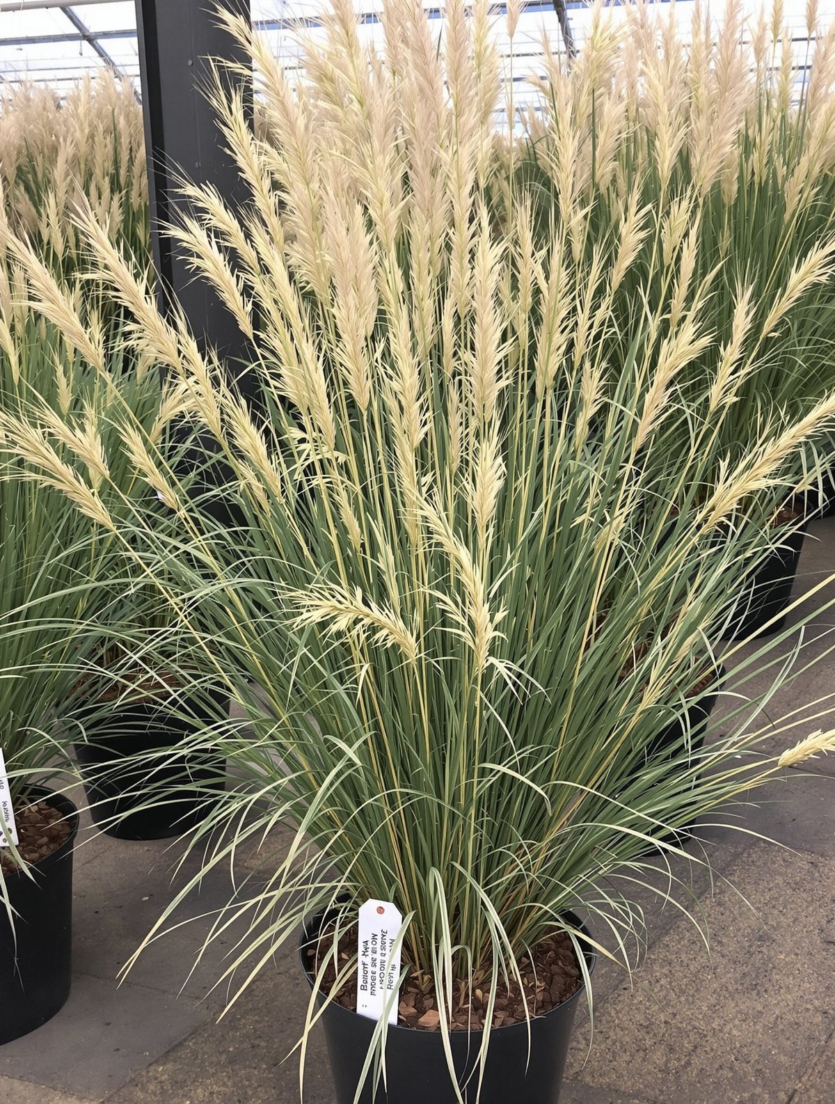 Garten-Sandrohr ‚Karl Foerster‘