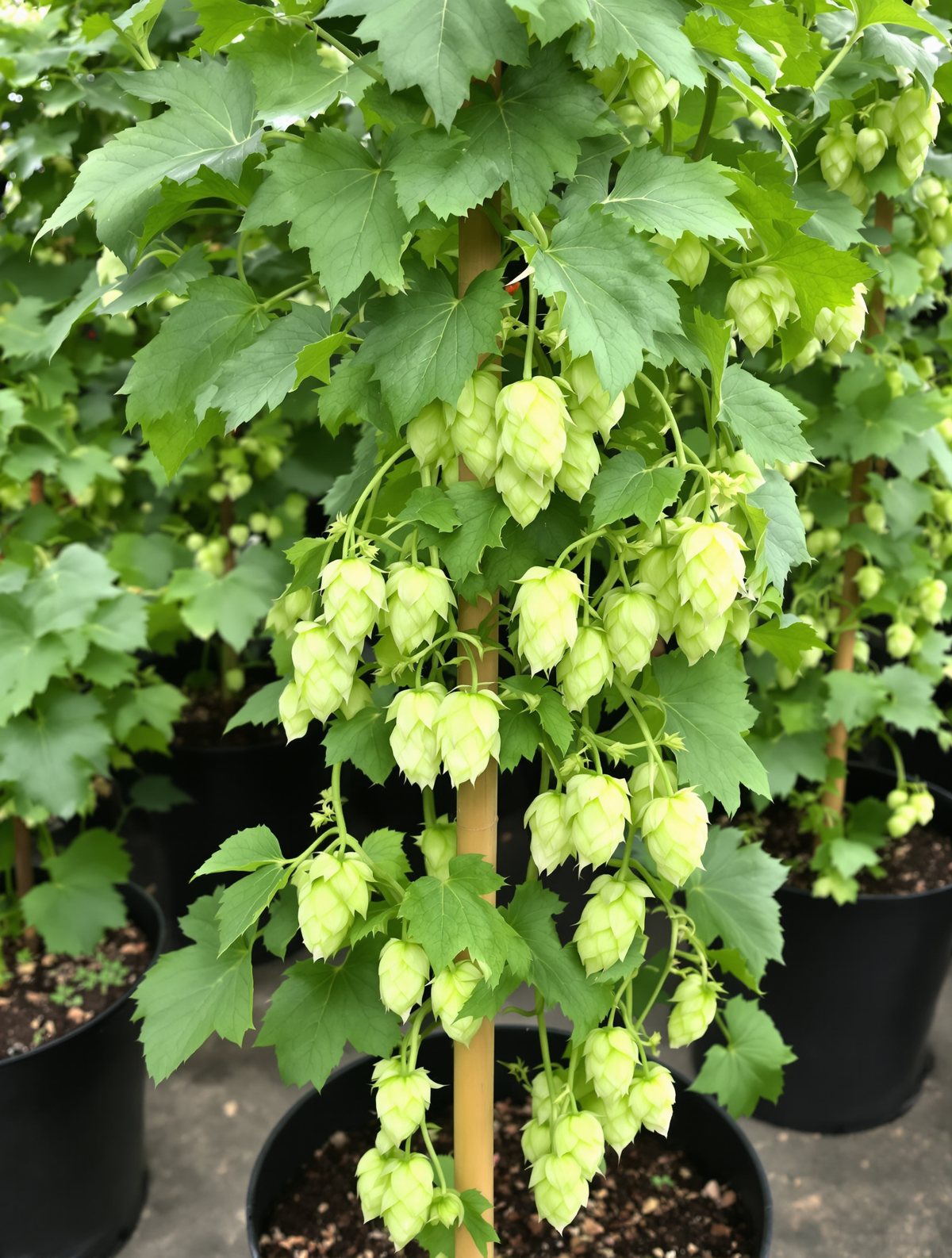 Gewöhnlicher Hopfen
