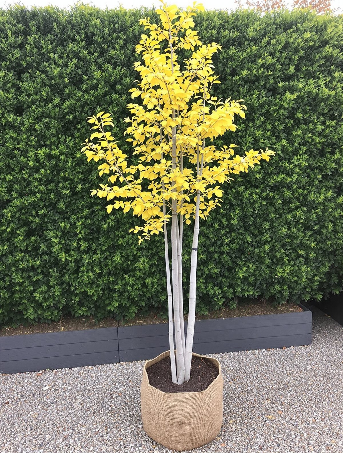 Ginkgo mehrstämmig