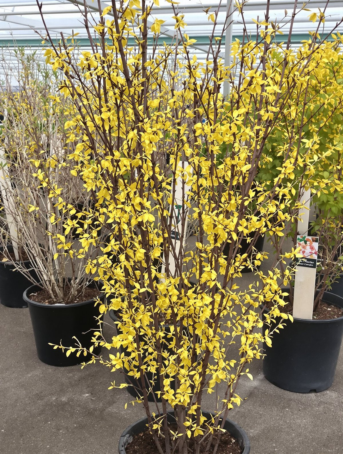 Goldglöckchen ‚Lynwood‘