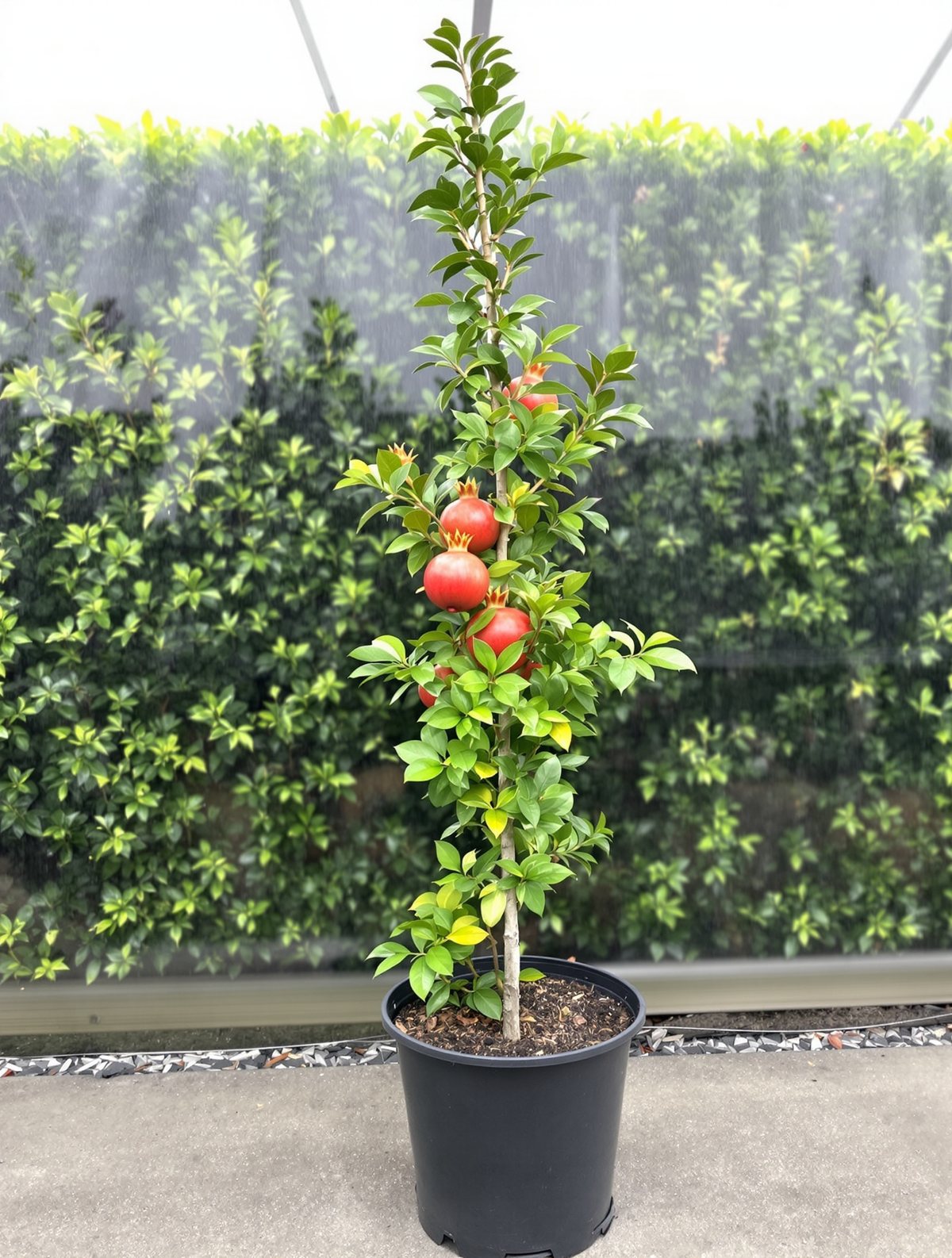 Granatapfel als Halbstamm