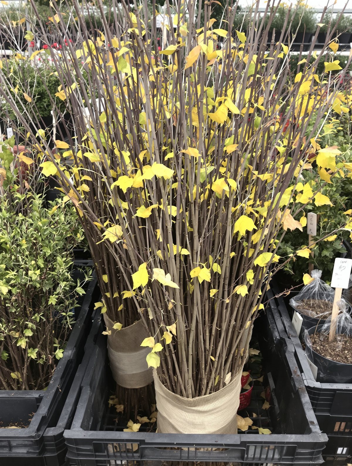 Hainbuche