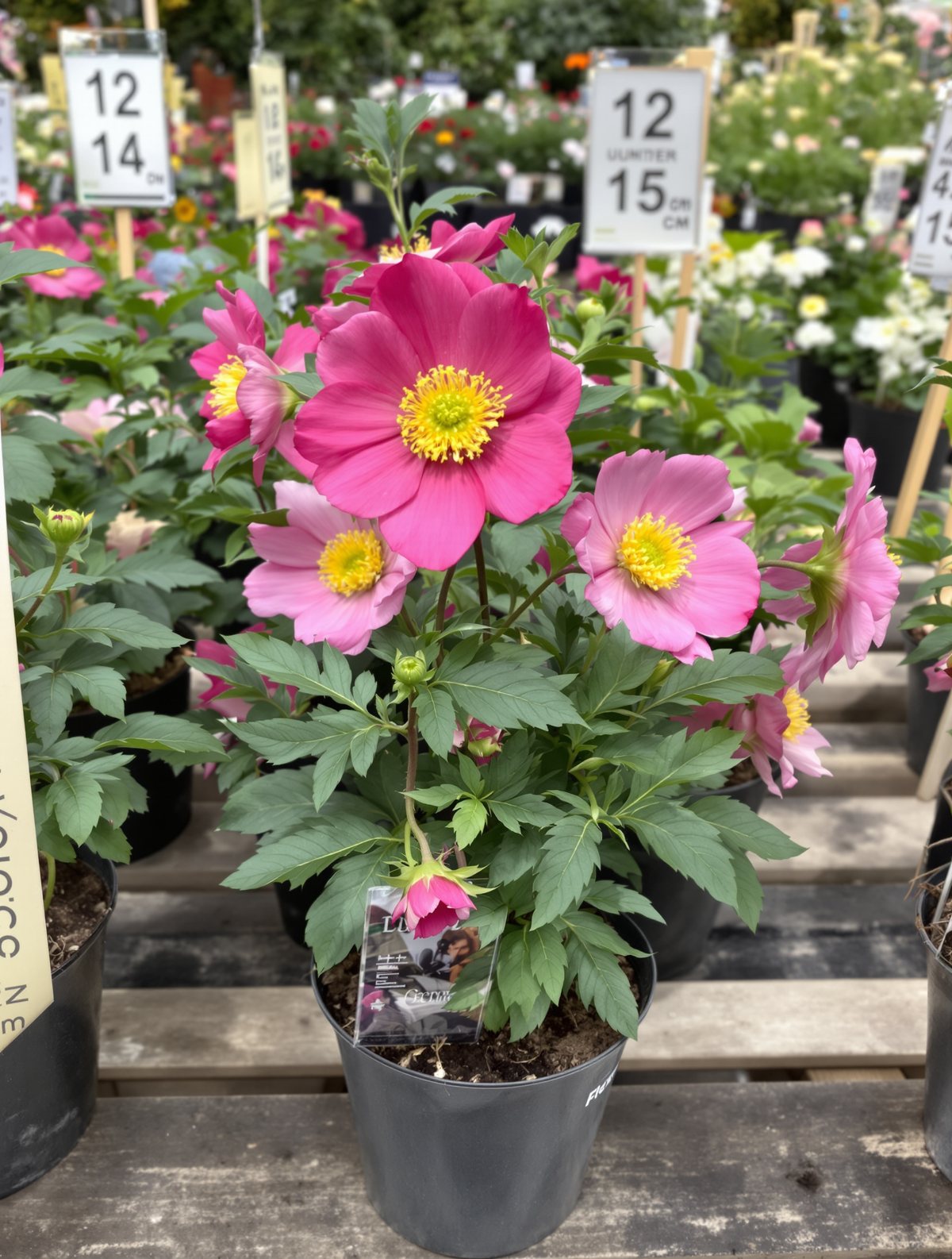 Herbst-Anemone ‚Ouvertüre‘