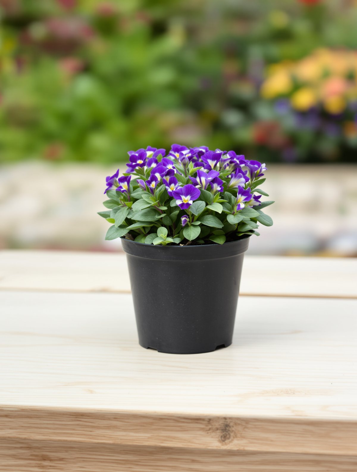 Hornveilchen ‚Germania‘